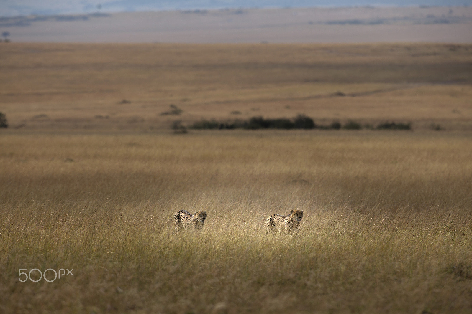 Canon EOS-1D X + Canon EF 400mm F2.8L IS USM sample photo. On my way photography