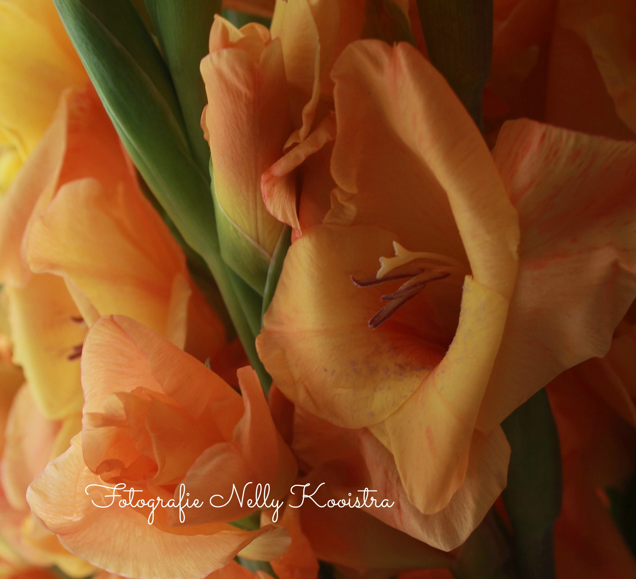 Canon EF-S 18-55mm F3.5-5.6 II sample photo. Gladiolus photography