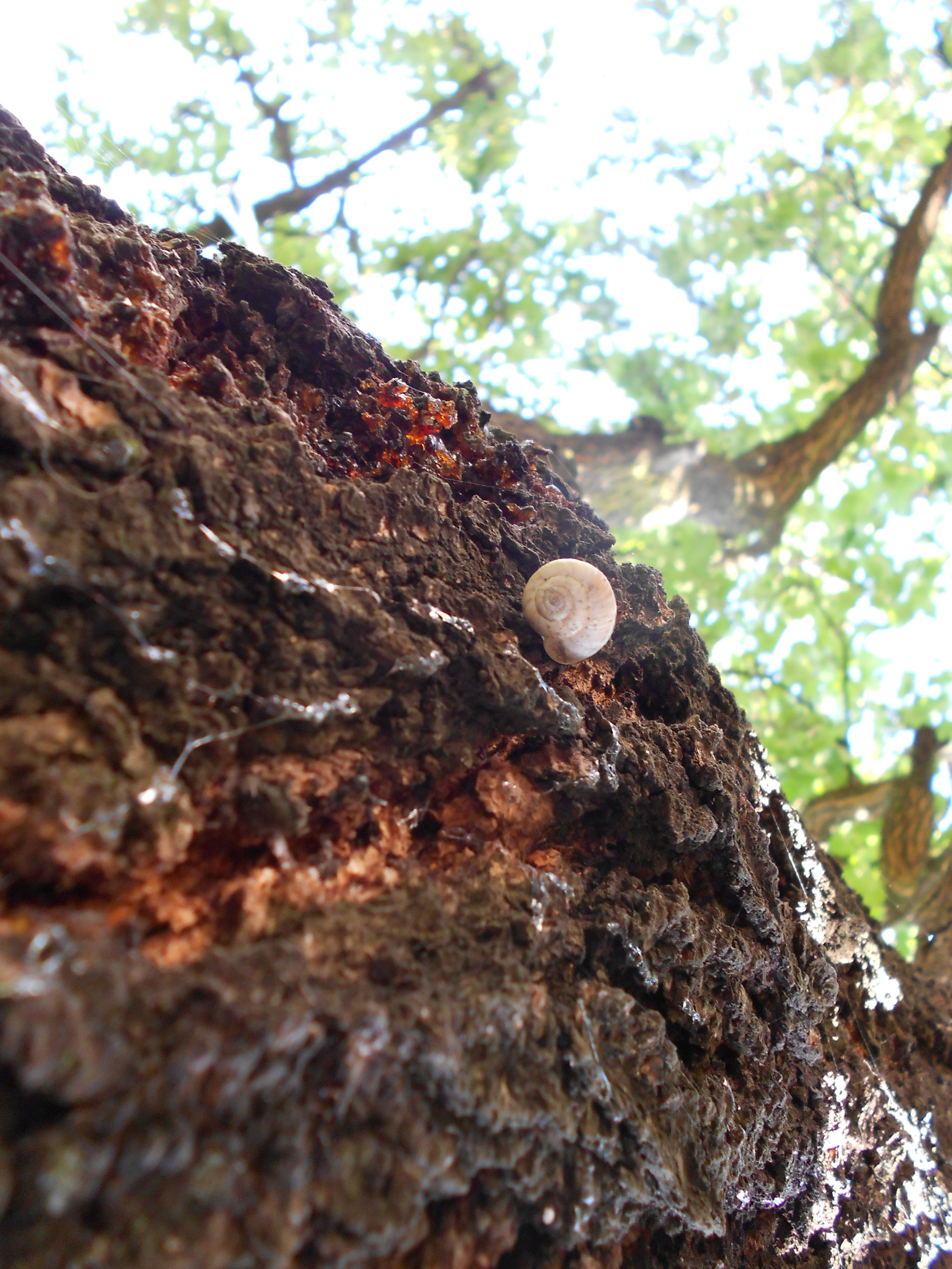 Nikon COOLPIX S2600 sample photo. Little snail and old apricot tree photography