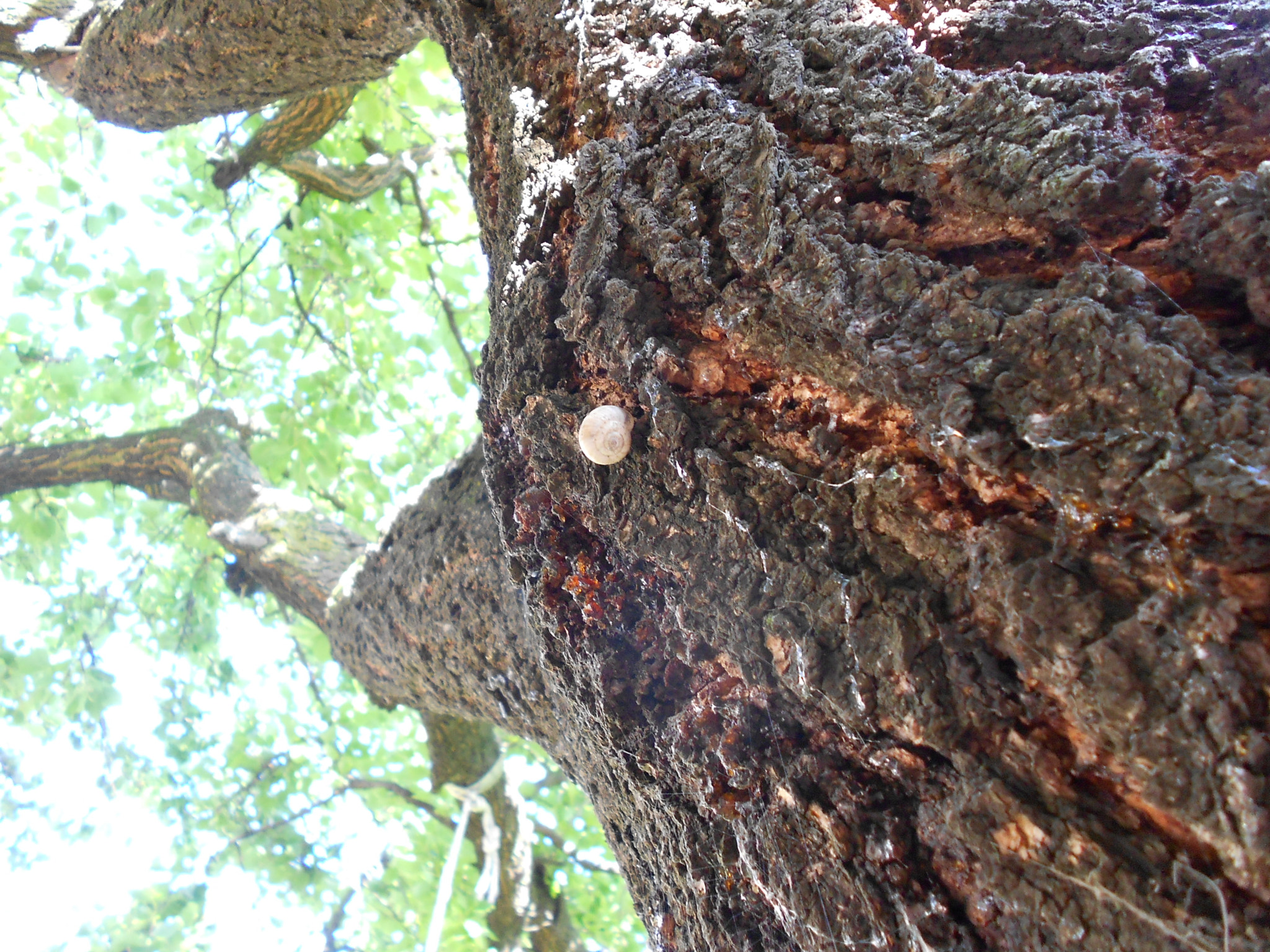 Nikon COOLPIX S2600 sample photo. Little snail and old apricot tree photography