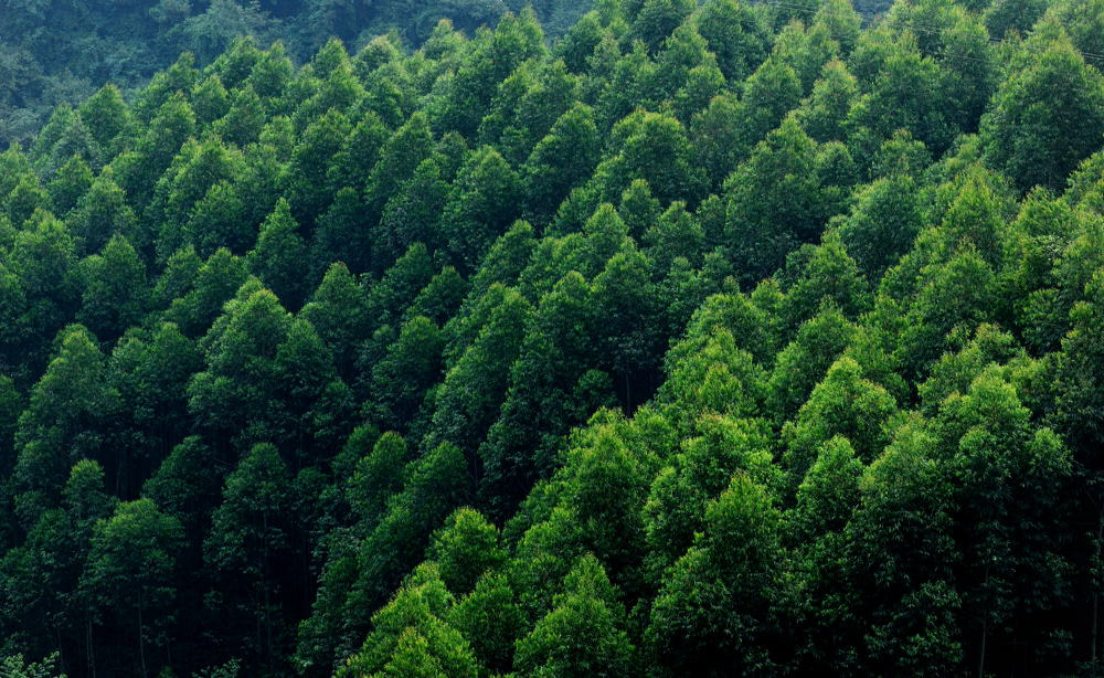 Nikon AF-S Micro-Nikkor 105mm F2.8G IF-ED VR sample photo. Green forest sea photography