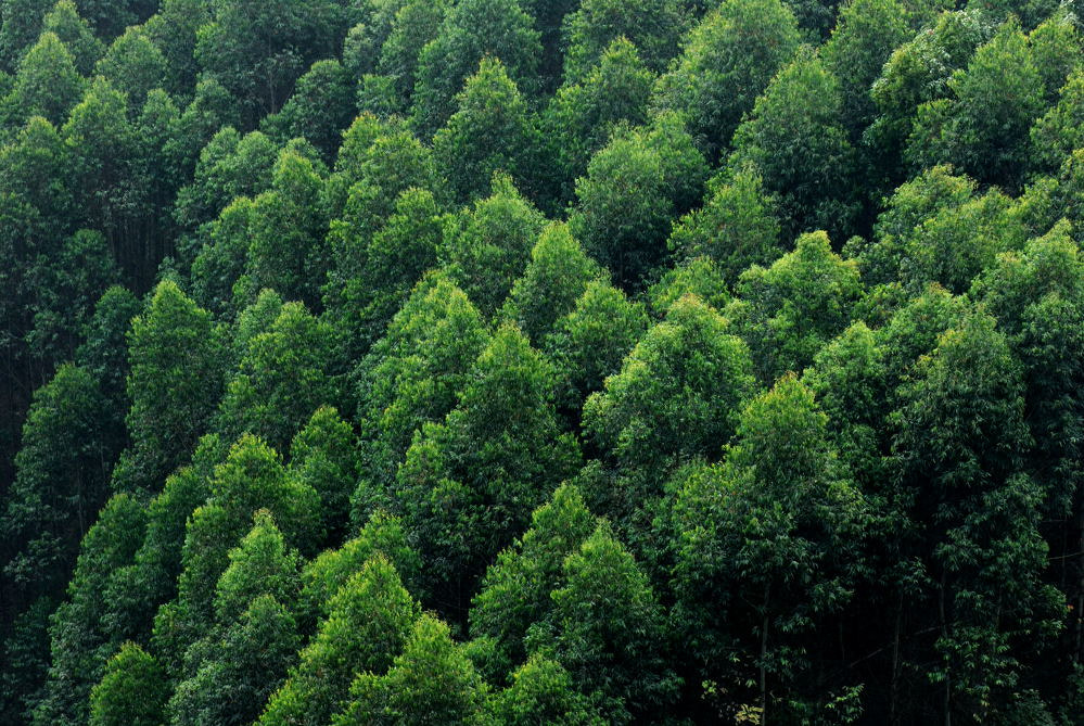 Nikon AF-S Micro-Nikkor 105mm F2.8G IF-ED VR sample photo. Green forest sea photography