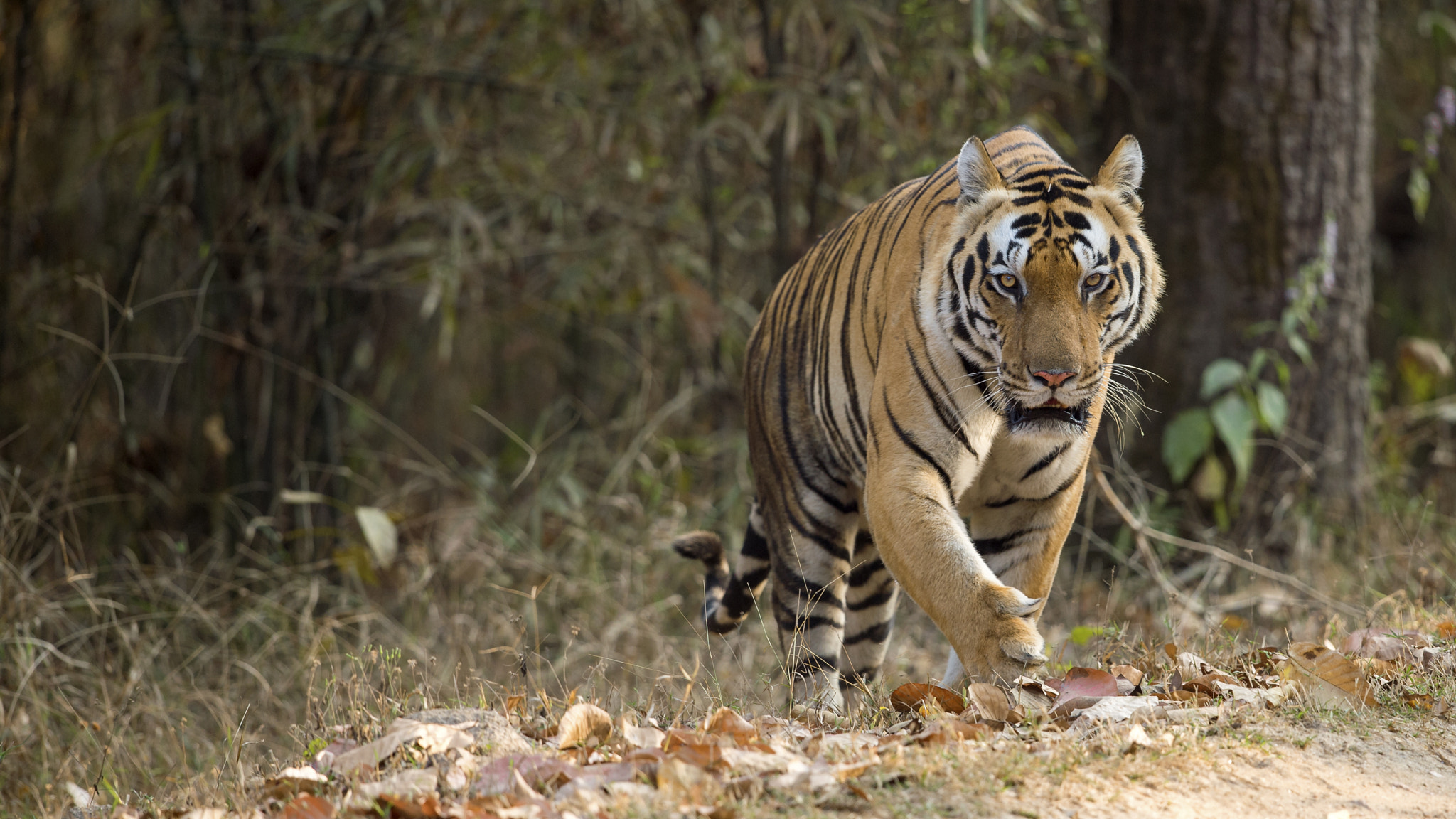 Nikon D4S + Nikon AF-S Nikkor 500mm F4G ED VR sample photo. Chota munna emergng no logo photography