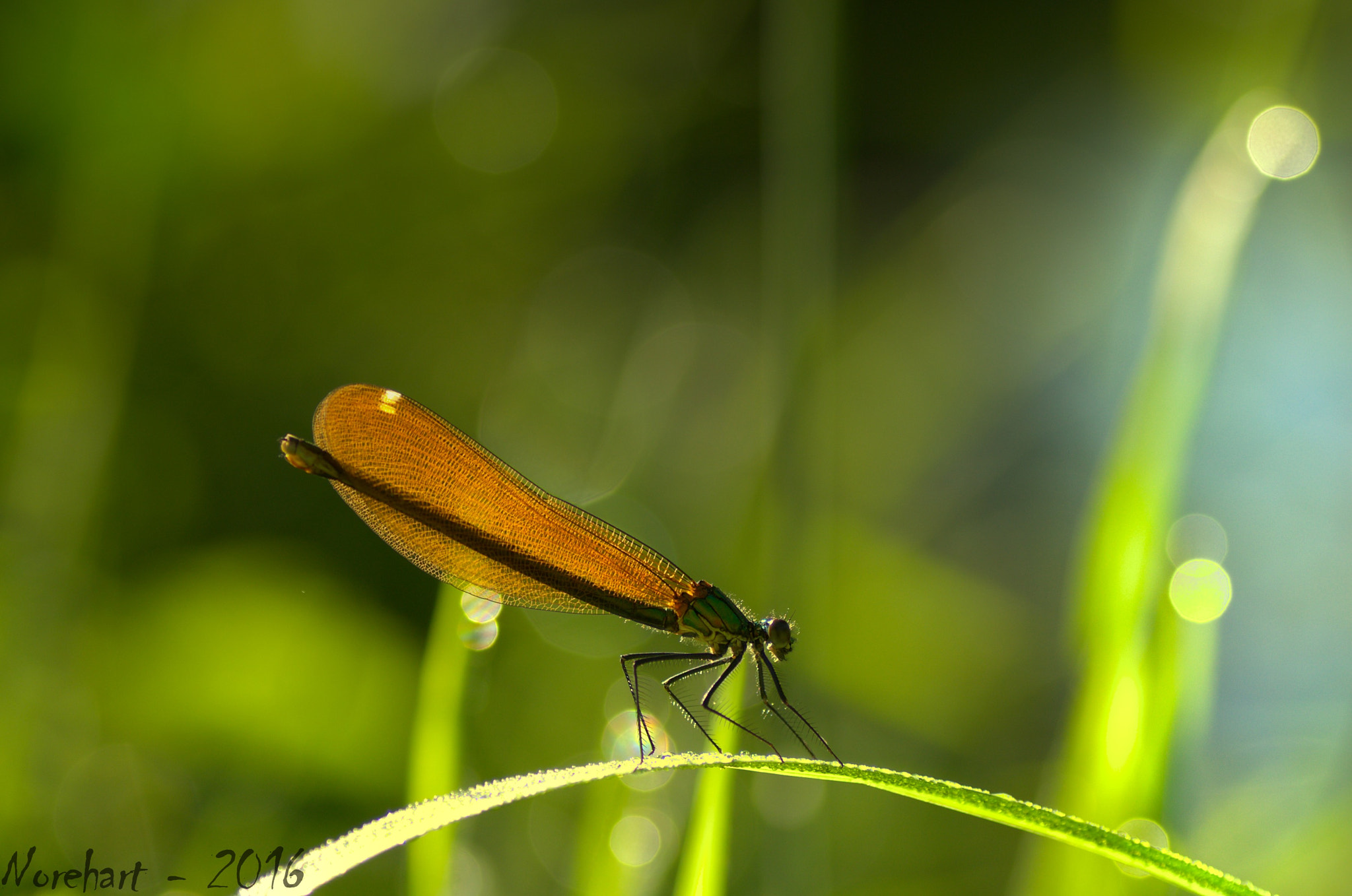Tamron SP AF 90mm F2.8 Di Macro sample photo. The bridge photography