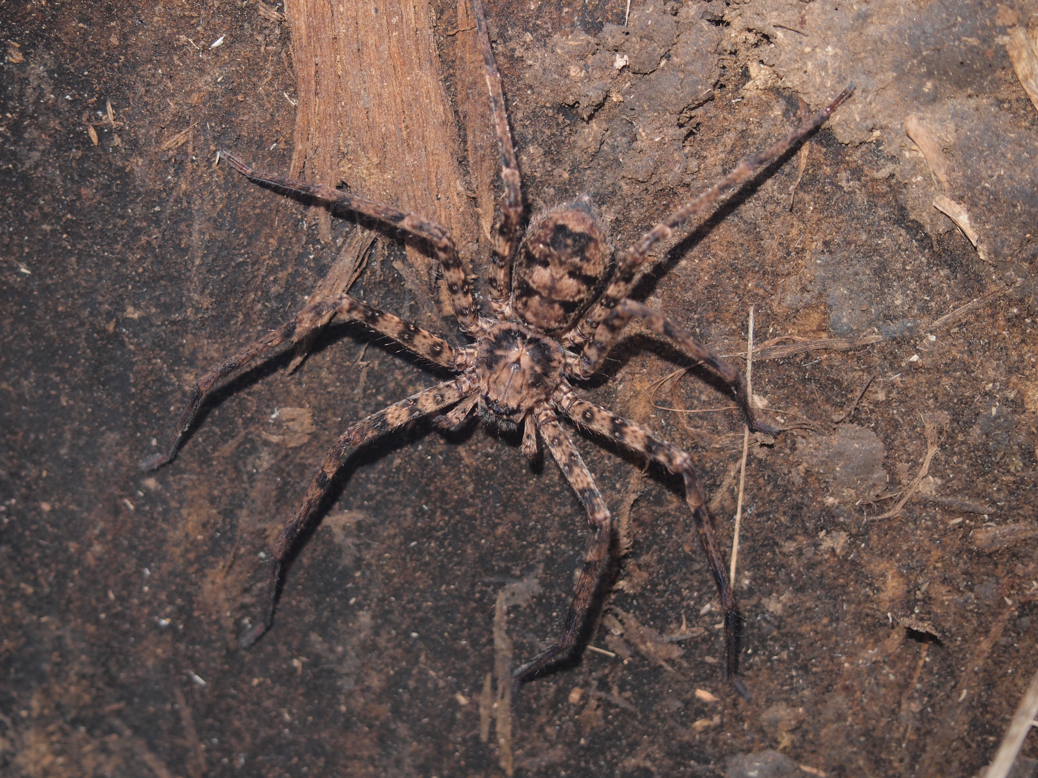 Olympus M.Zuiko Digital 14-42mm F3.5-5.6 II R sample photo. Huntsman spider photography