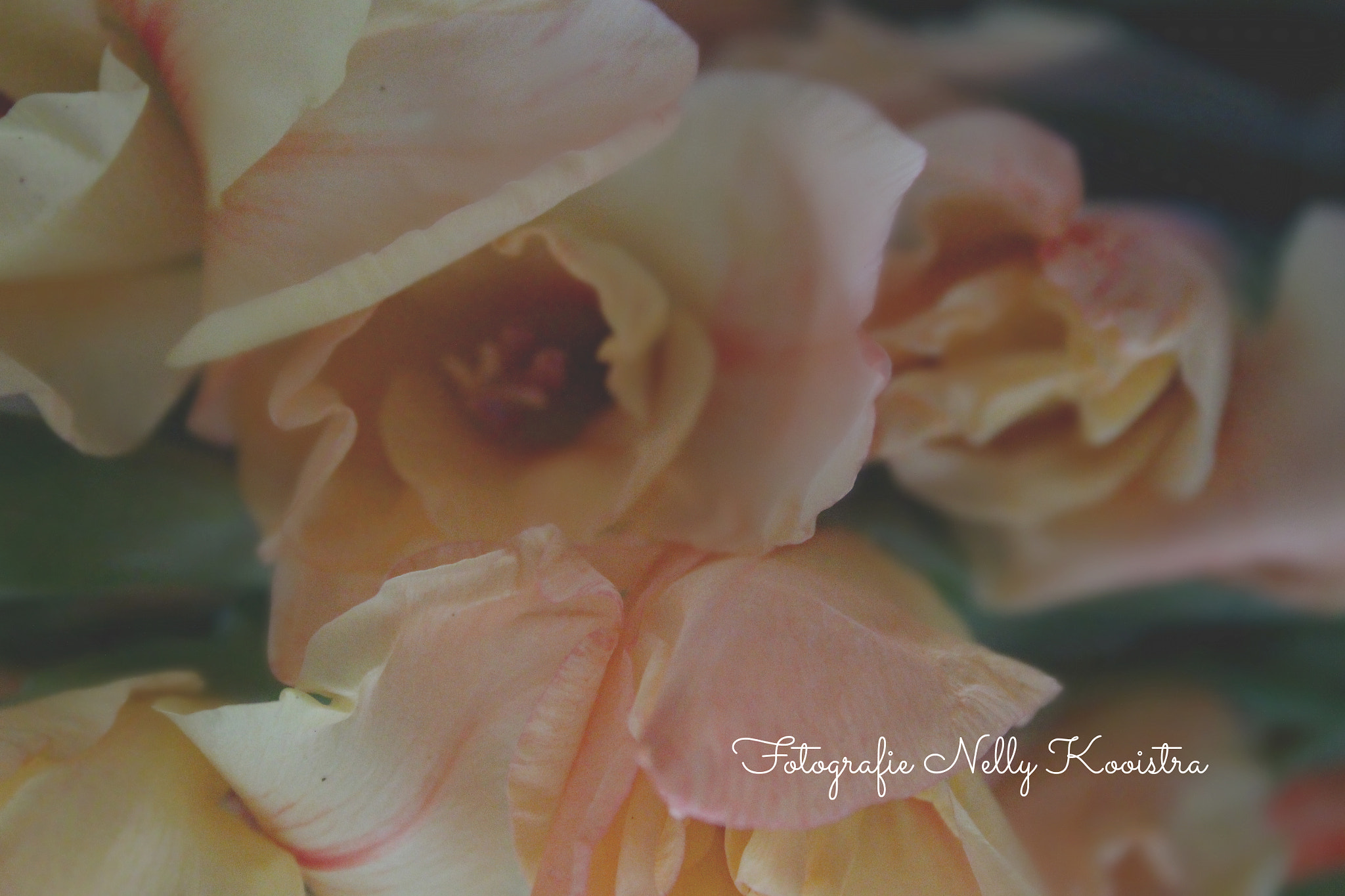 Canon EF-S 18-55mm F3.5-5.6 II sample photo. Romantic picture photography