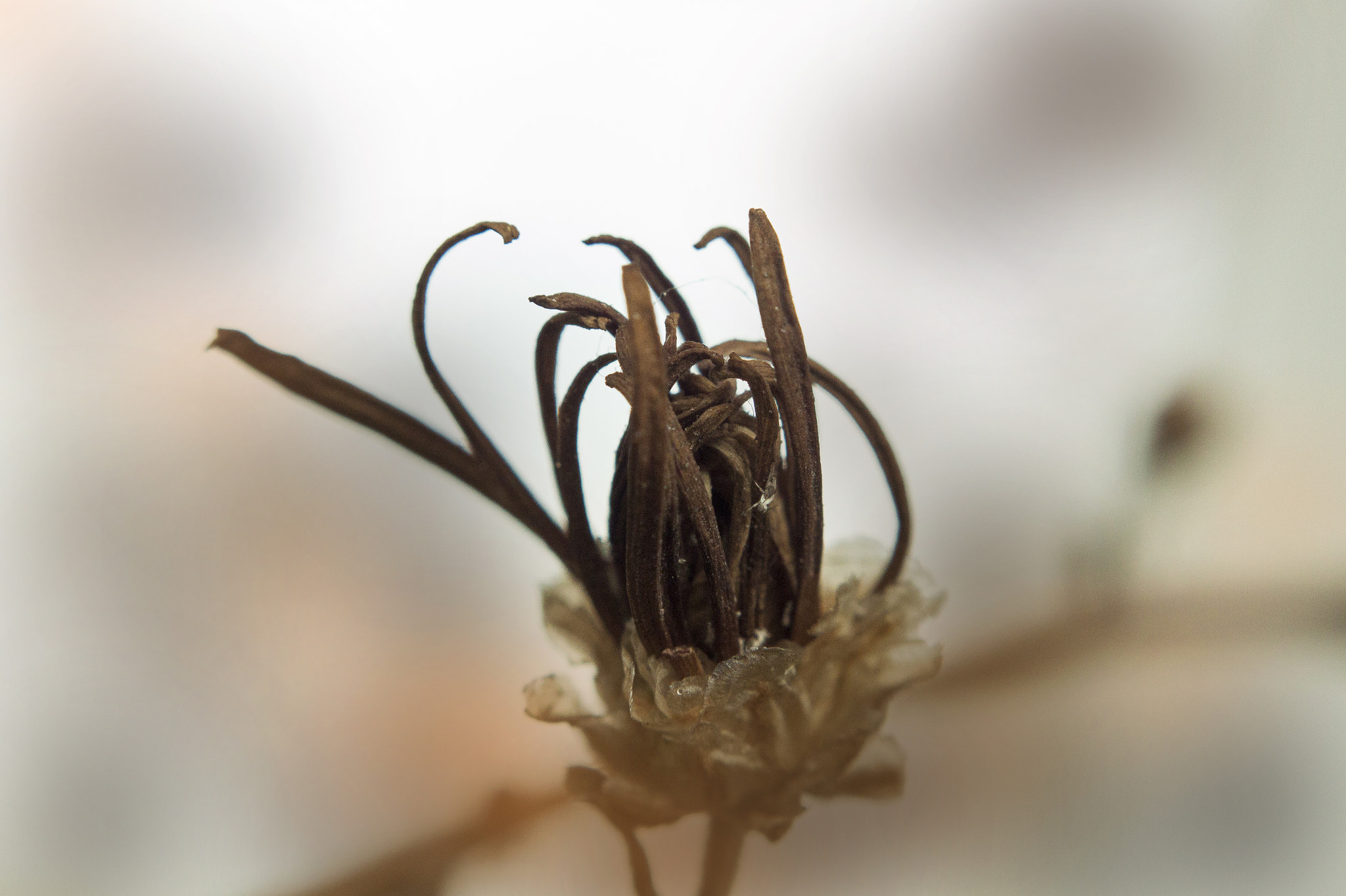 Canon EF 35-80mm f/4-5.6 sample photo. Paz photography