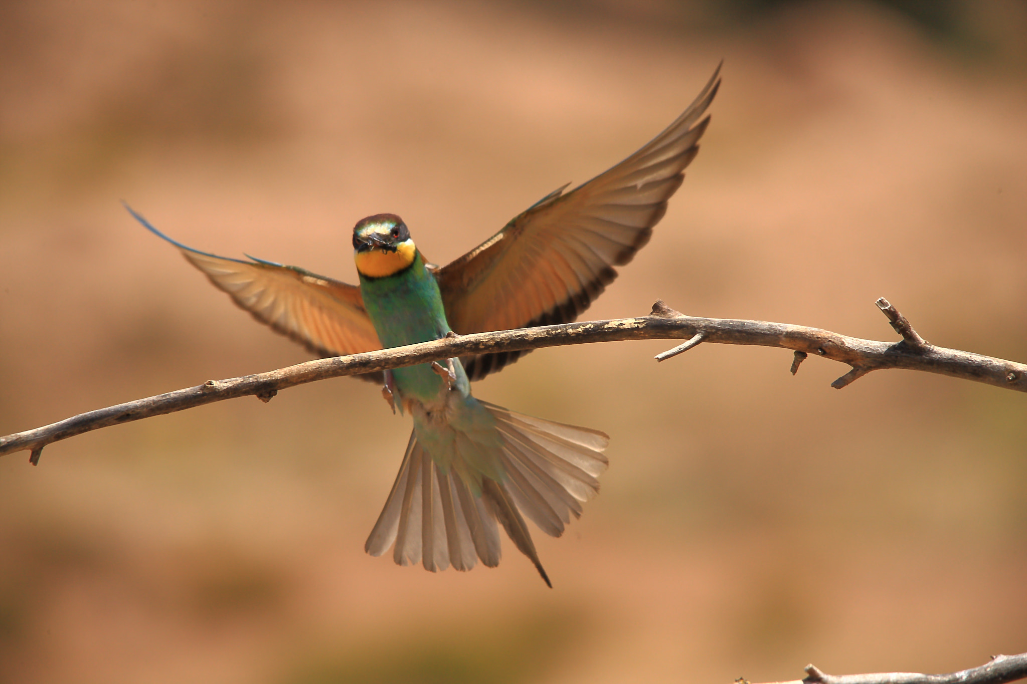 Canon EOS-1Ds Mark III sample photo. Bee-eater land photography