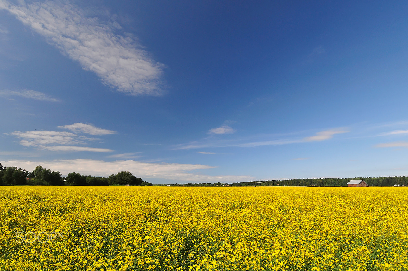 Nikon D300S sample photo. Yellow field photography