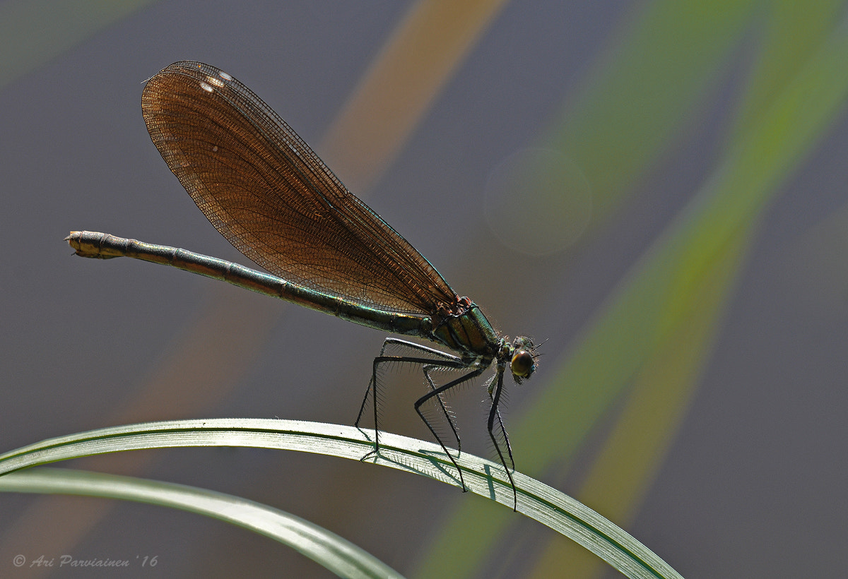 Sigma 150mm F2.8 EX DG OS Macro HSM sample photo. Demoiselle photography