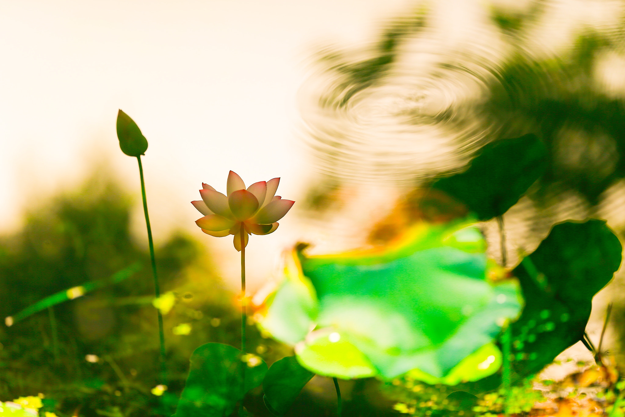 Canon EOS-1D X + Canon EF 200mm F2L IS USM sample photo