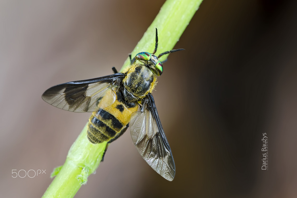 Sigma 150mm F2.8 EX DG OS Macro HSM sample photo. Fly with green glasses photography