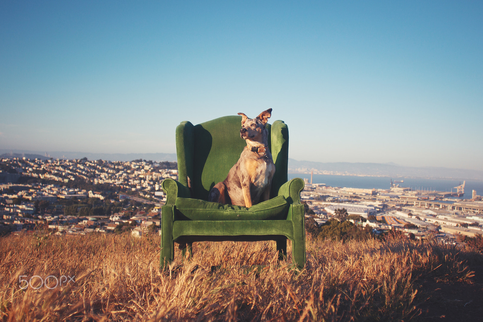 Canon EOS 60D + Canon EF 20mm F2.8 USM sample photo. The queen | dog in green chair on bernal hill photography