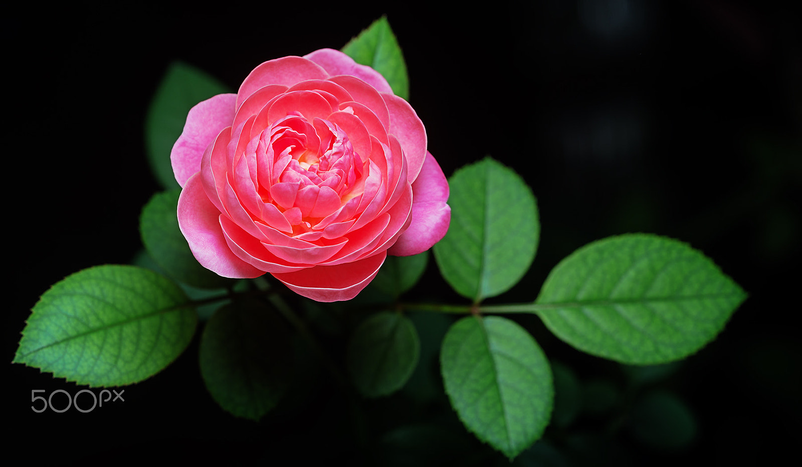 Sony a99 II + Sony 100mm F2.8 Macro sample photo. Dream light photography