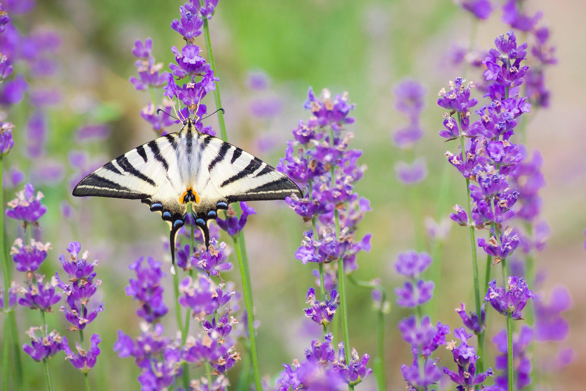 Tamron SP 35mm F1.8 Di VC USD sample photo. Scarce swallowtail (iphiclides podalirius) photography
