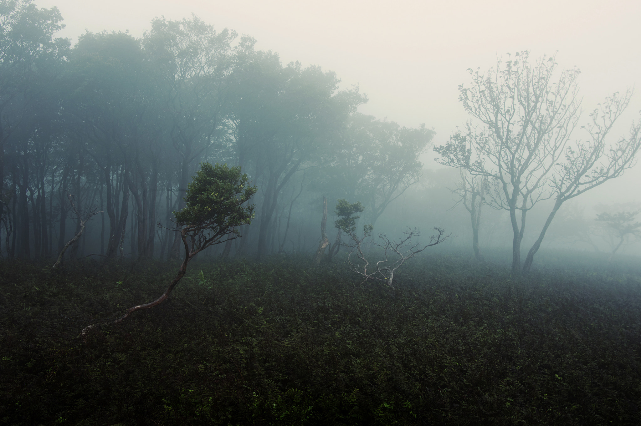 Pentax K-3 sample photo. Mt.oikedake / mie prefecture photography