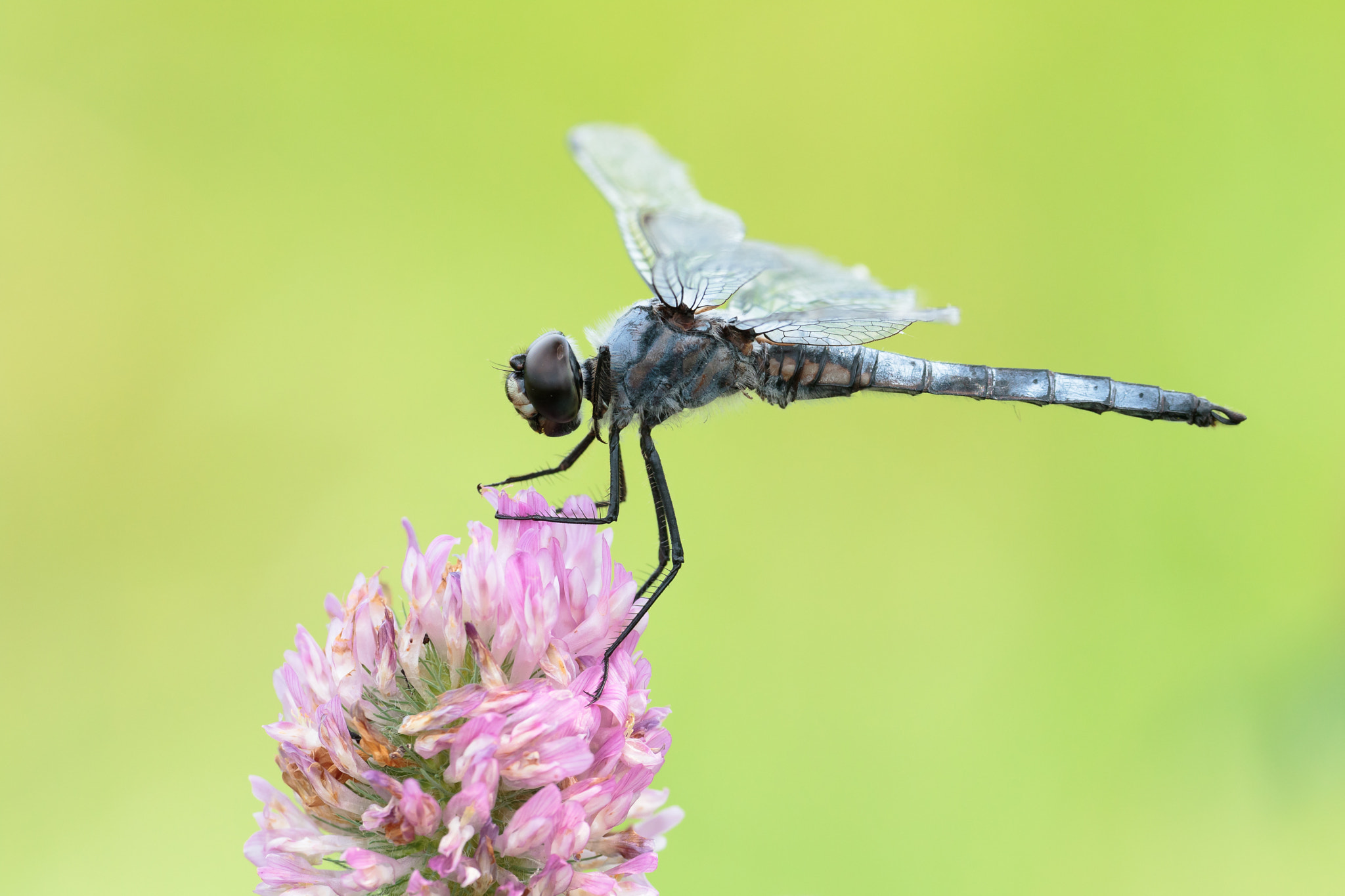 Sigma APO Macro 180mm F2.8 EX DG OS HSM sample photo. Deielia phaon photography