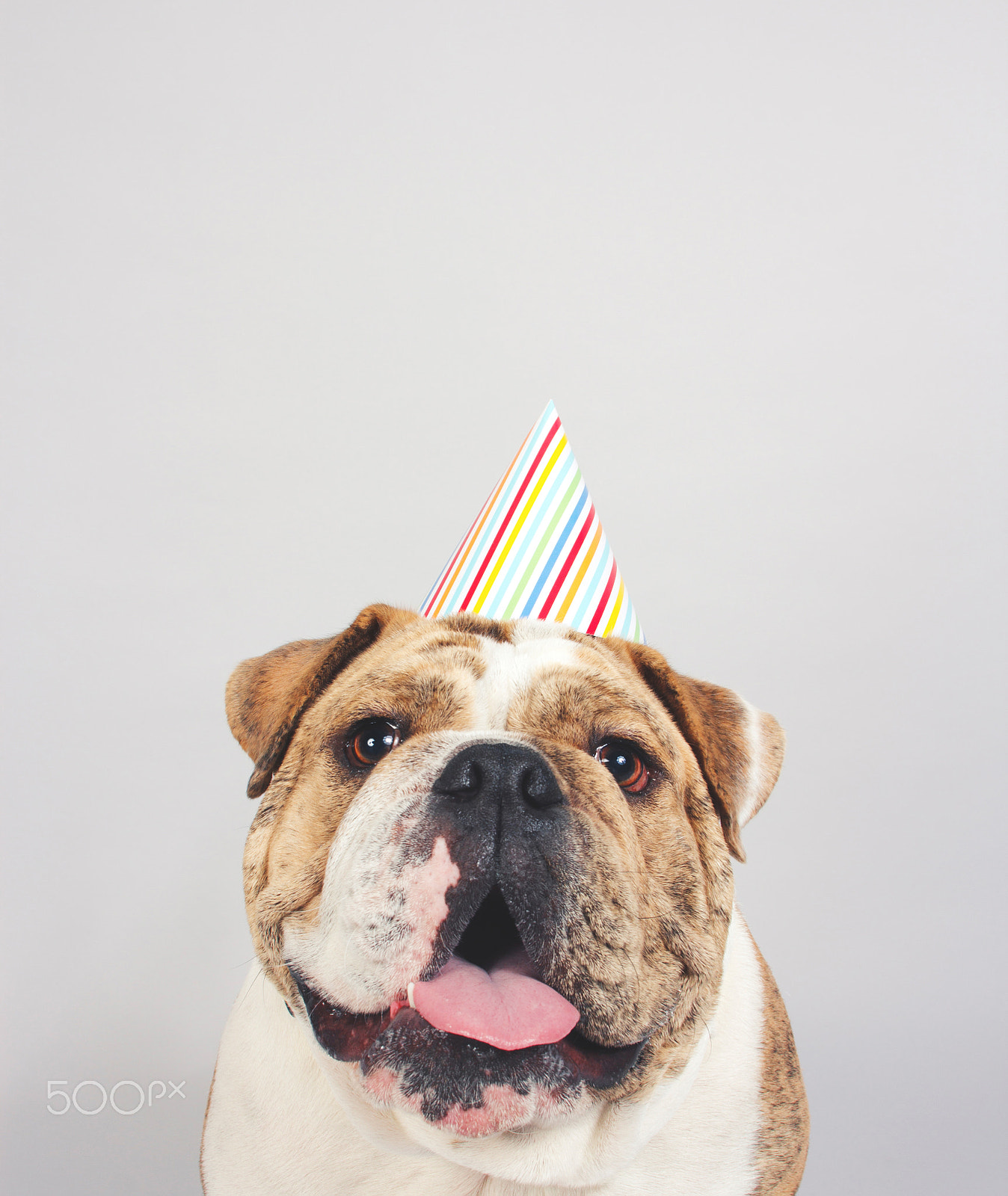 Canon EOS 60D + Canon EF 20mm F2.8 USM sample photo. Celebrate | birthday bulldog in party hat photography