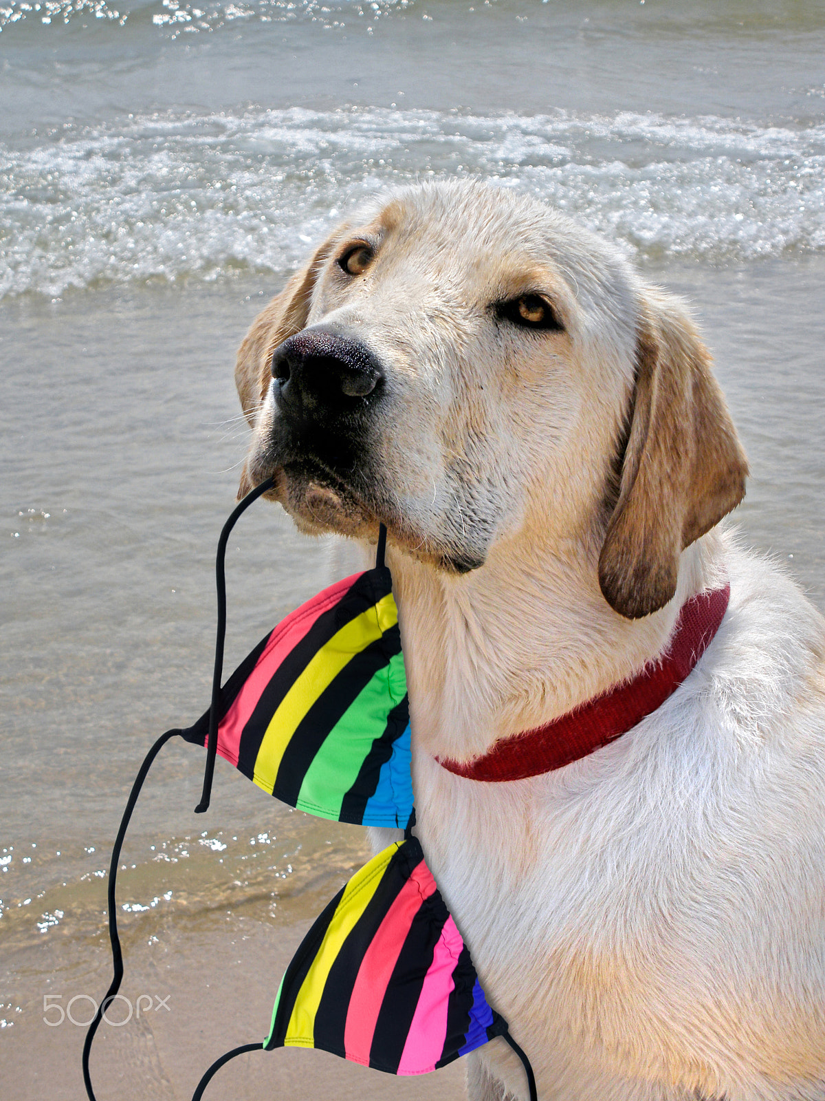 Nikon Coolpix S550 sample photo. Labrador retriever with bikini top photography