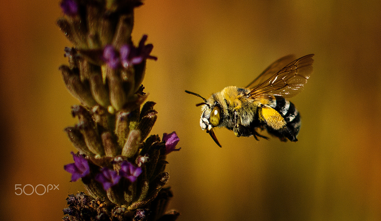 Nikon AF-S DX Micro Nikkor 40mm F2.8 sample photo. Let it bee photography