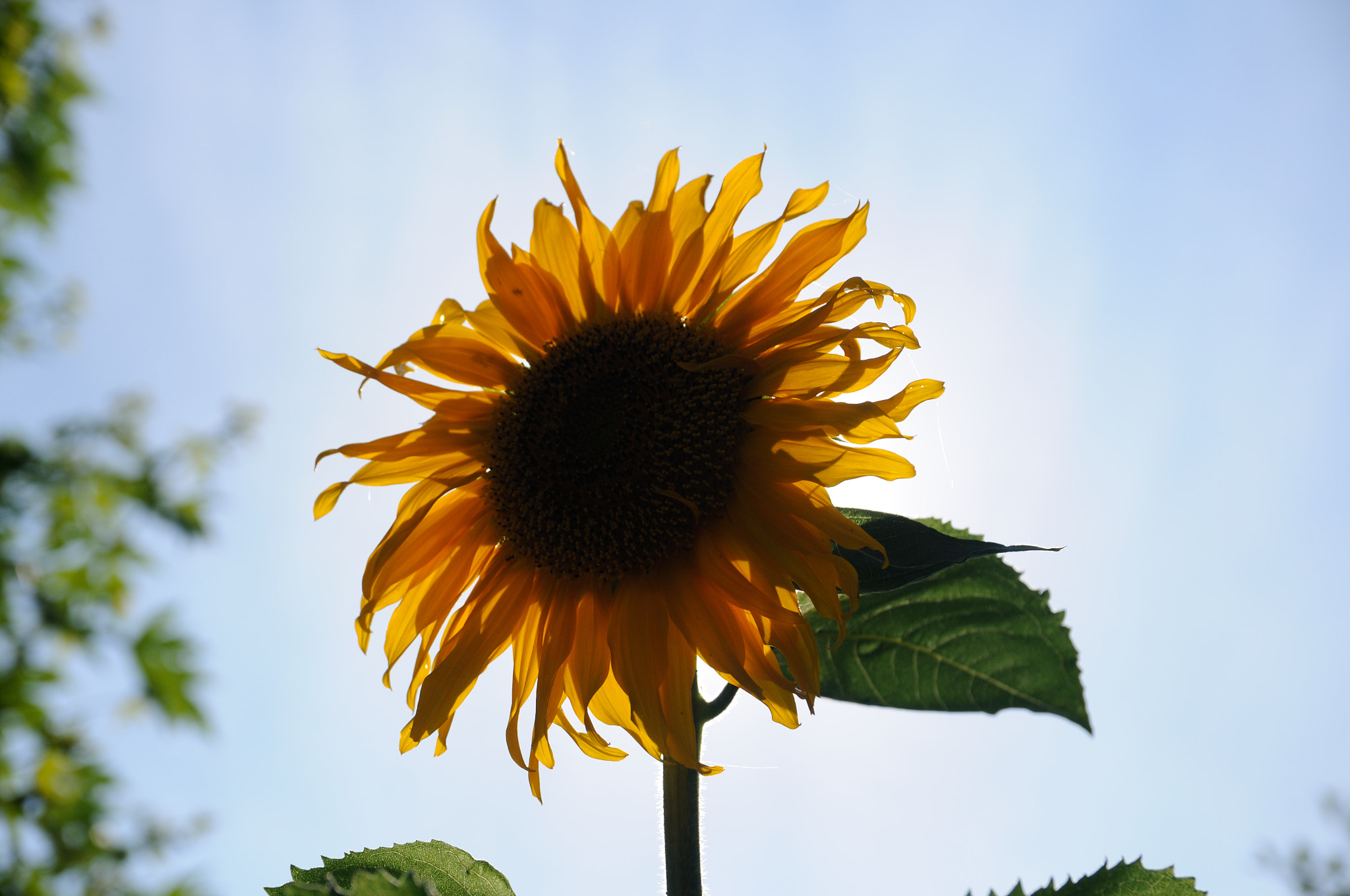 Sigma 17-50mm F2.8 EX DC OS HSM sample photo. Sunflower lit *-* photography