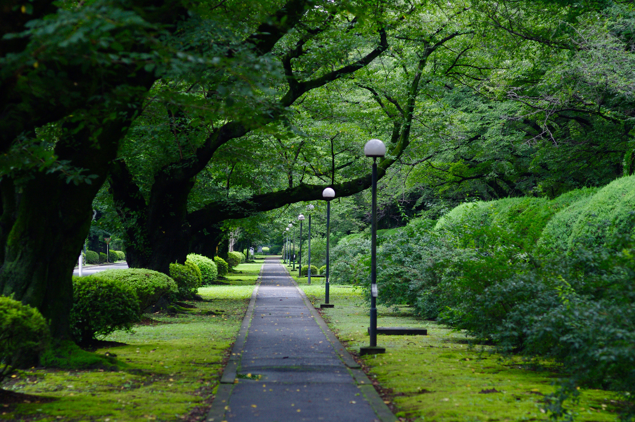 Pentax K-7 + Pentax smc FA 77mm 1.8 Limited sample photo. Green road photography