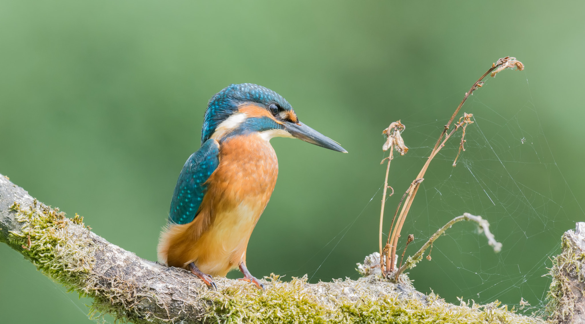 Nikon D7100 + Nikon AF-S Nikkor 500mm F4G ED VR sample photo. Ijsvogel - kingfisher photography