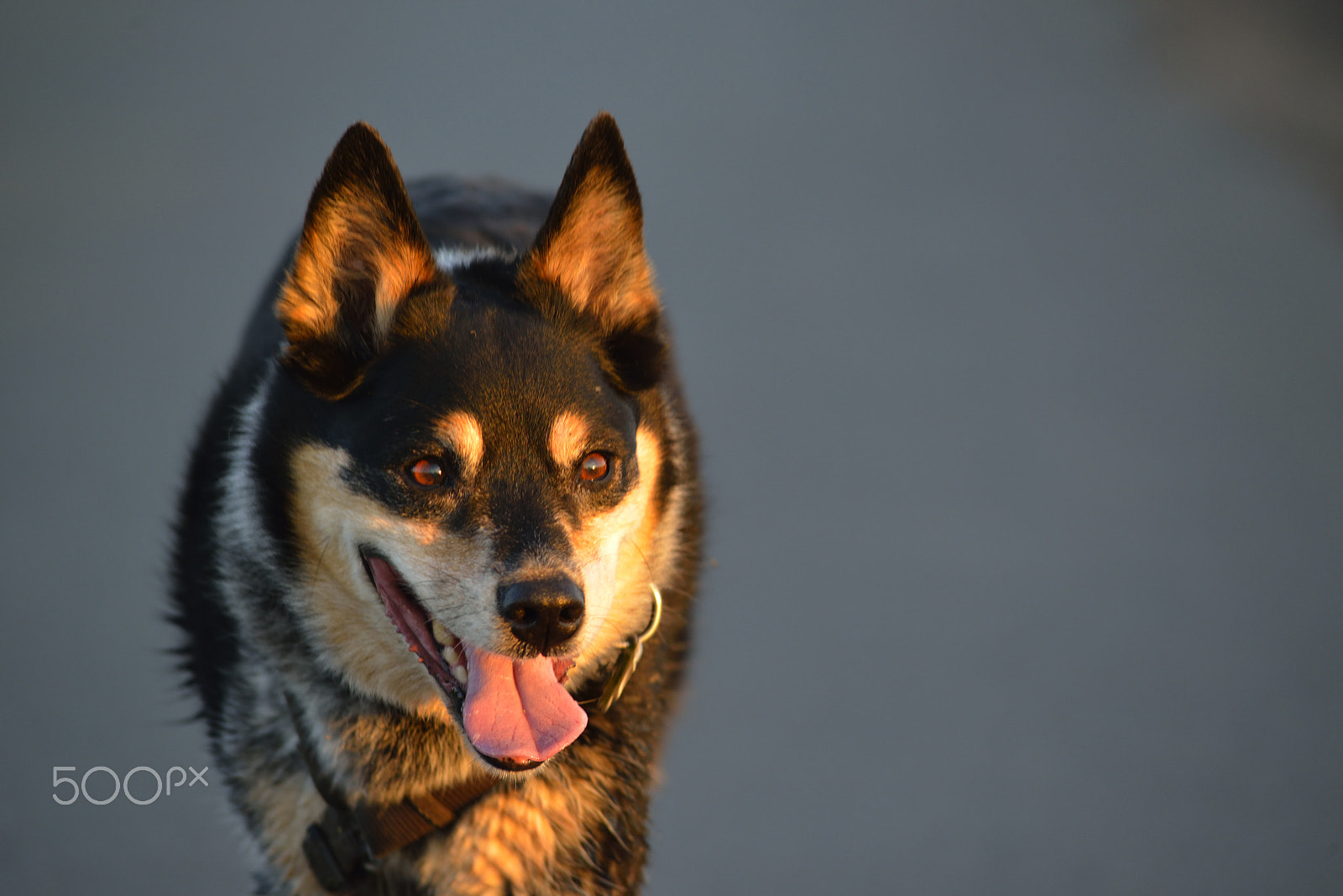 Nikon D800E + AF Nikkor 300mm f/4 IF-ED sample photo. Lola in the evening sun photography