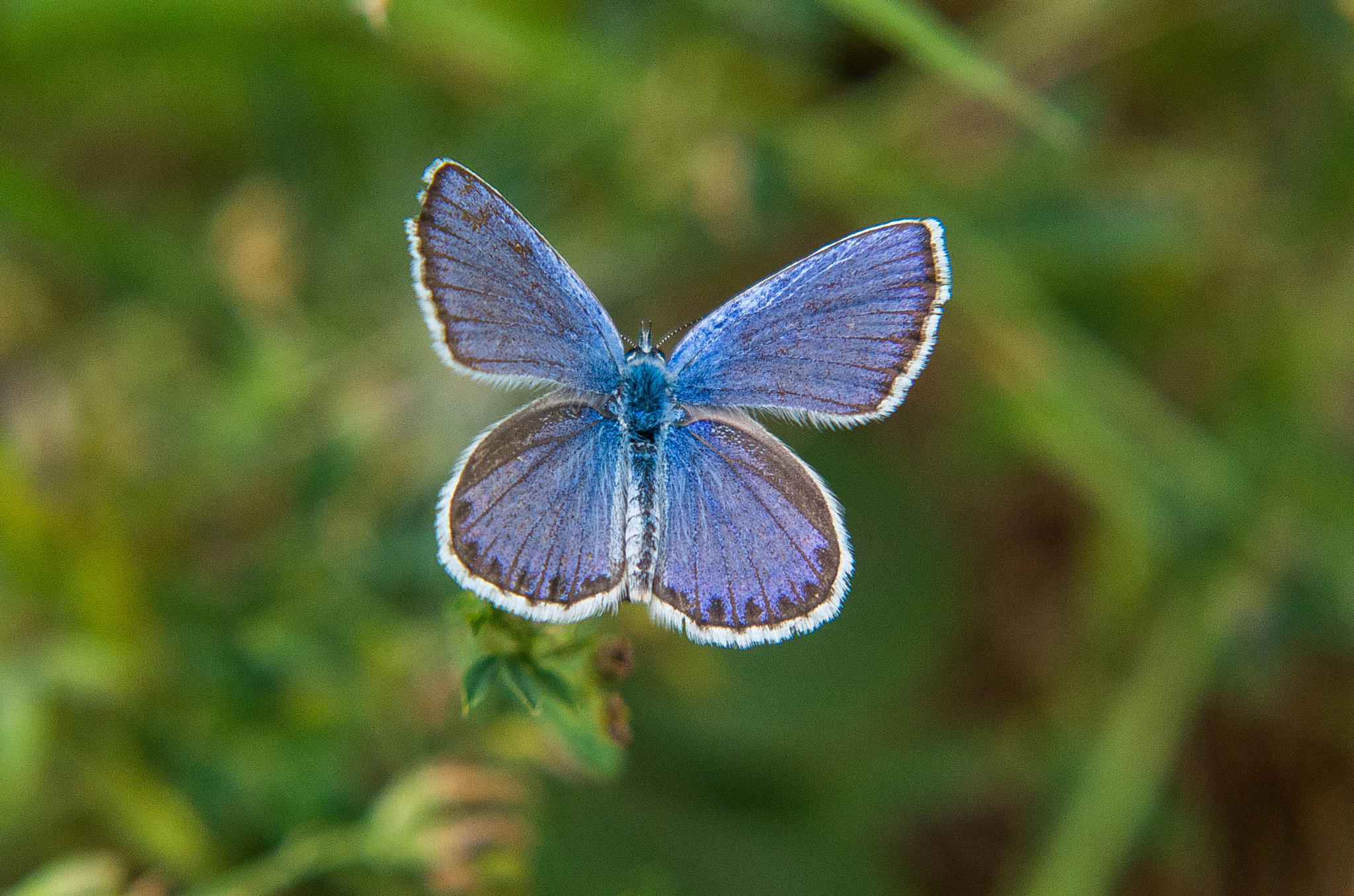 Pentax K-30 + HD Pentax DA 55-300mm F4.0-5.8 ED WR sample photo. Common blue // polyommatus icarus photography