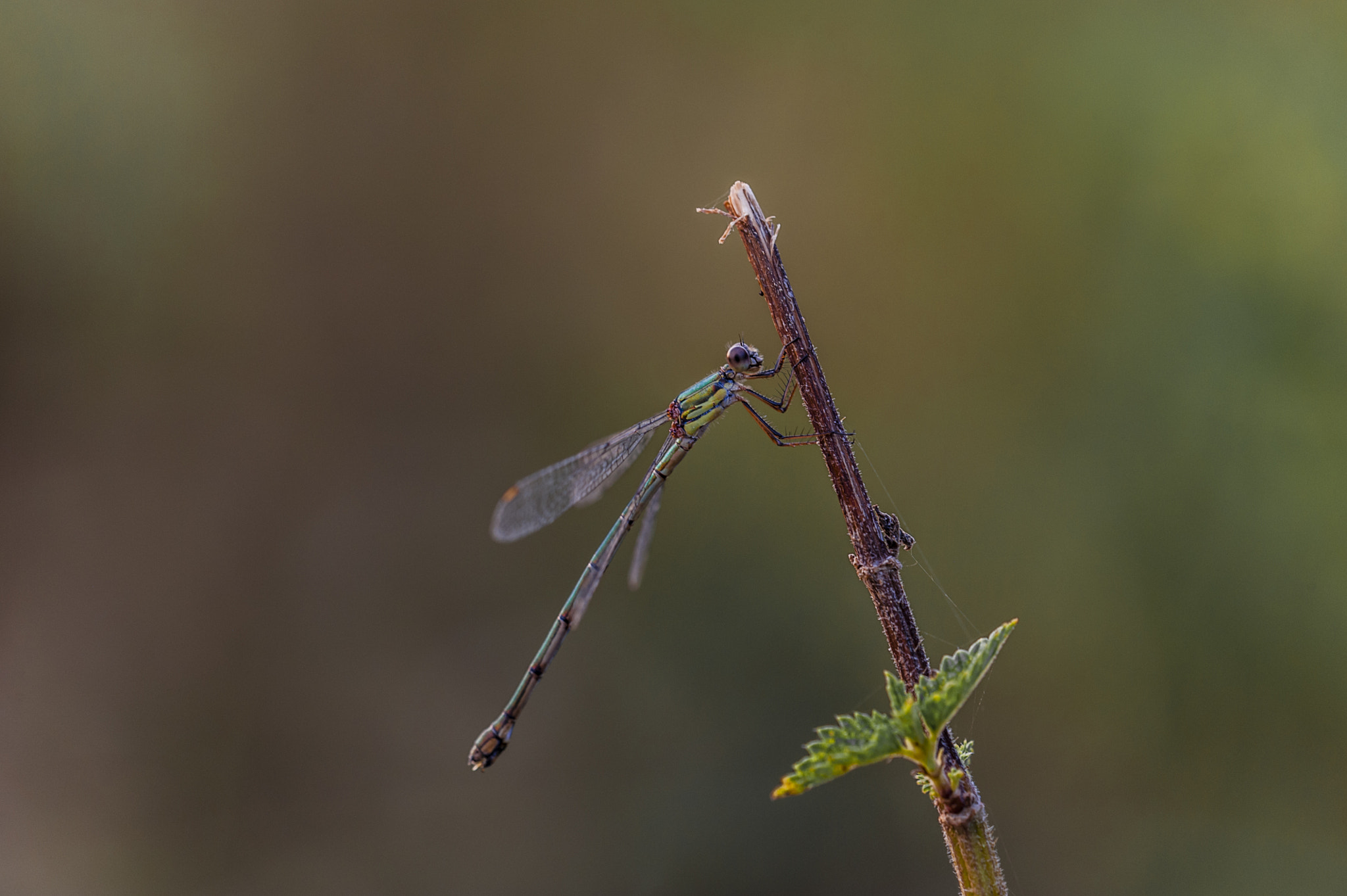 Sigma APO Macro 180mm F3.5 EX DG HSM sample photo. Caballito photography