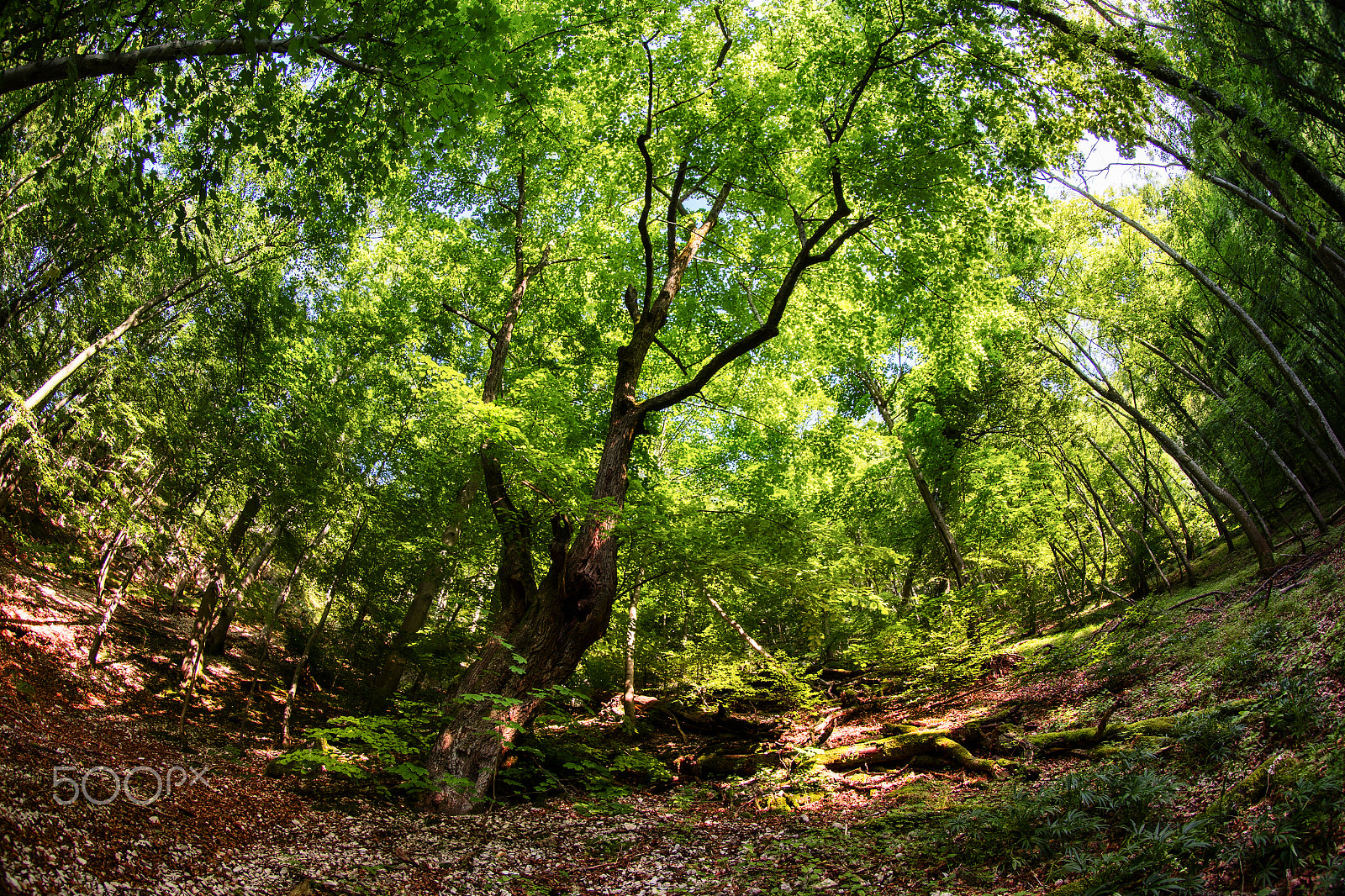 Canon EOS 6D + Canon EF 8-15mm F4L Fisheye USM sample photo. Forest of copper beech photography