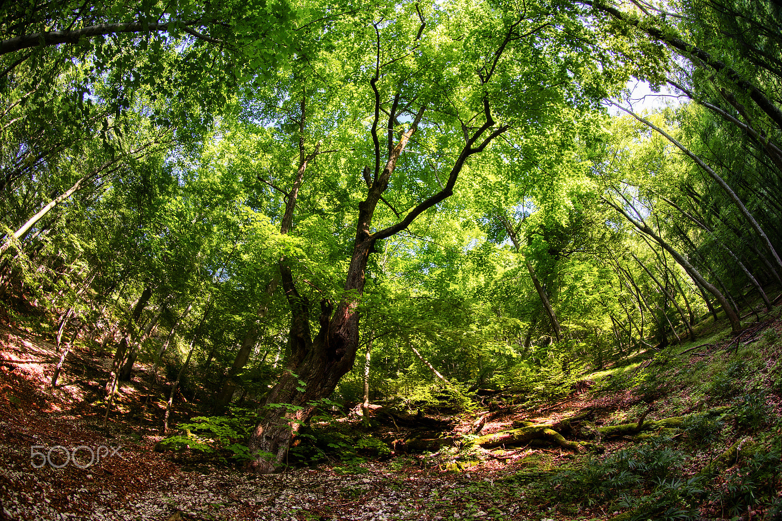 Canon EF 8-15mm F4L Fisheye USM sample photo. Forest of copper beech photography
