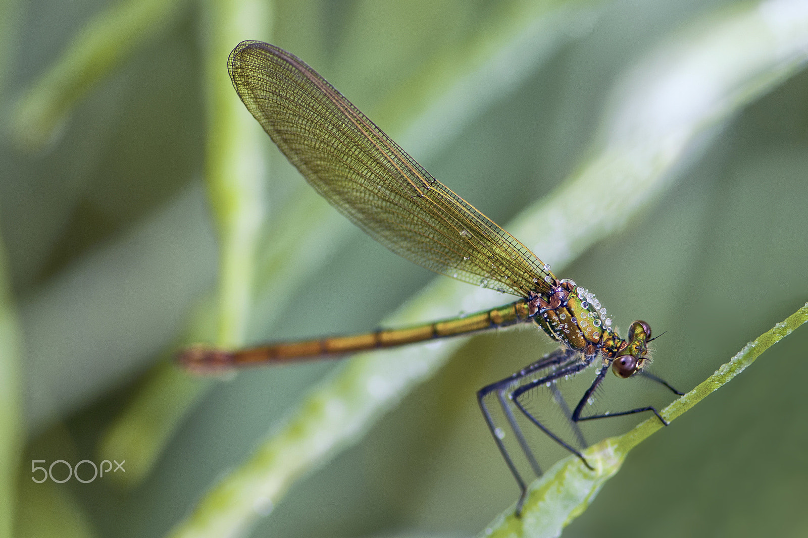 Nikon AF-S Micro-Nikkor 105mm F2.8G IF-ED VR sample photo. De cuivre et d'ors - demoiselle photography