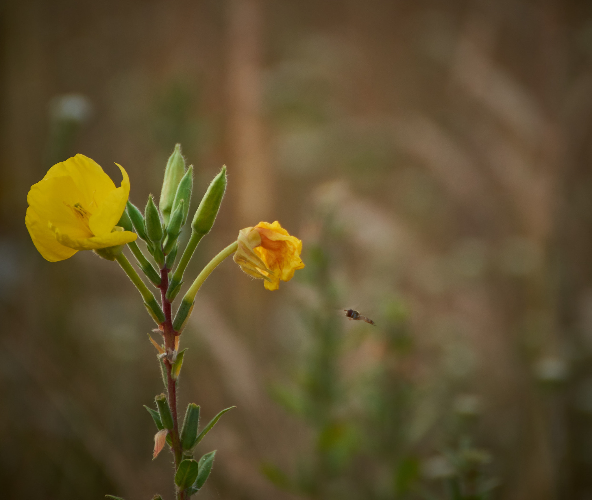 Tamron SP 70-300mm F4-5.6 Di USD sample photo. Lucky shot photography