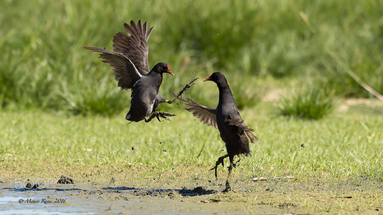 Nikon AF-S Nikkor 500mm F4E FL ED VR sample photo. Fighters. photography