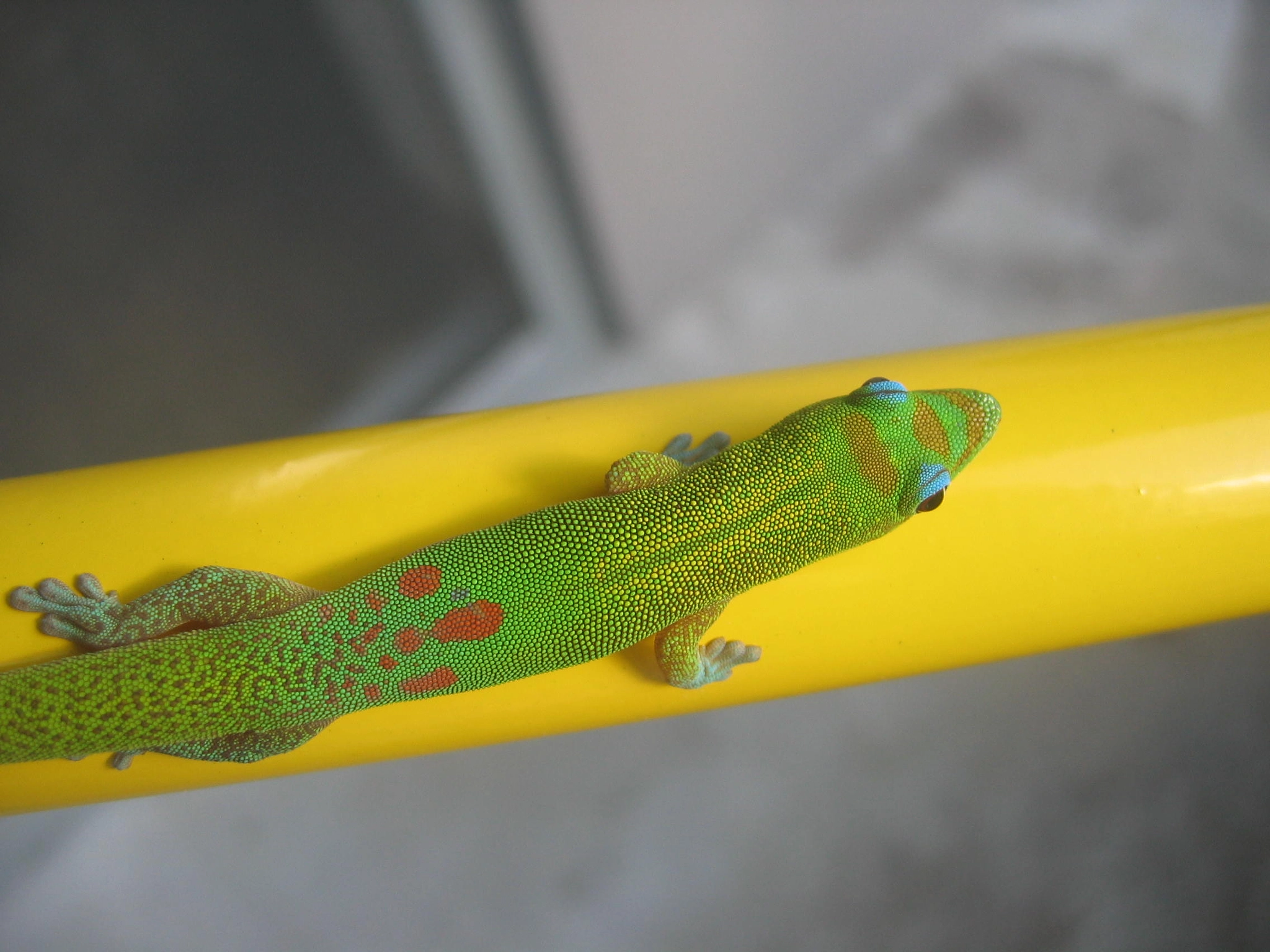 Canon POWERSHOT S400 sample photo. Gold dust day gecko photography