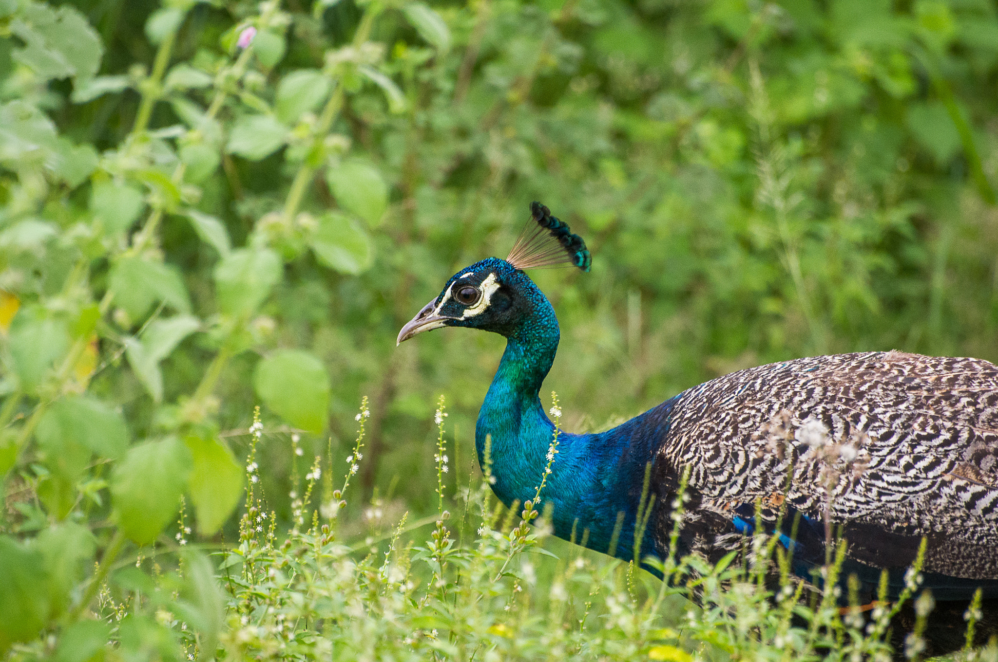 Pentax K-x + Sigma sample photo. Wild peacock photography