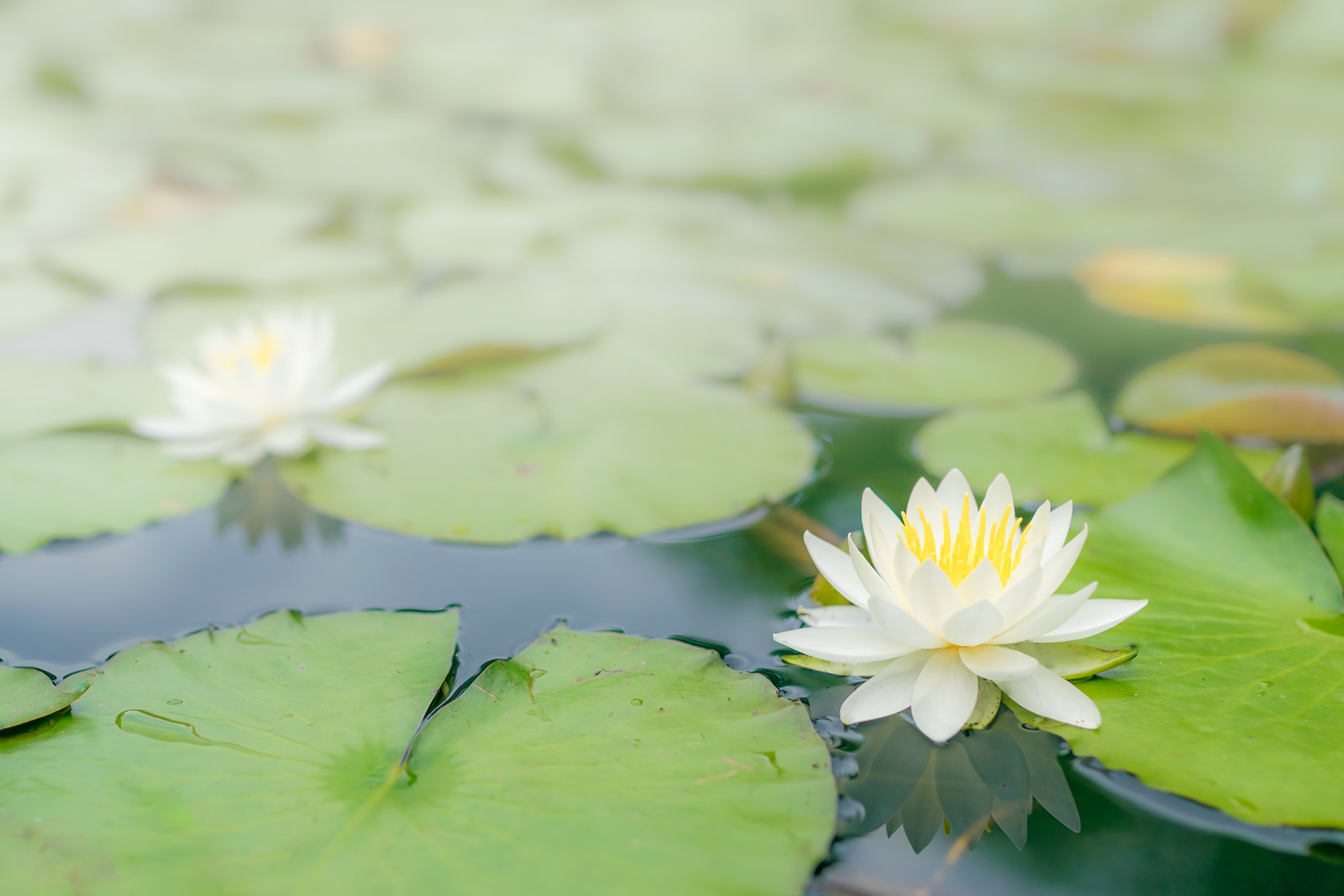 Nikon D5300 + Sigma 35mm F1.4 DG HSM Art sample photo. On the lake photography