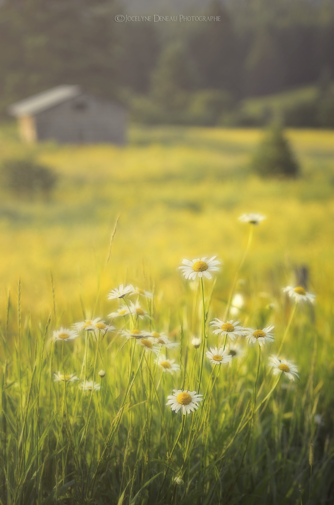 Pentax smc DA 55-300mm F4.0-5.8 ED sample photo. Wild daisies photography