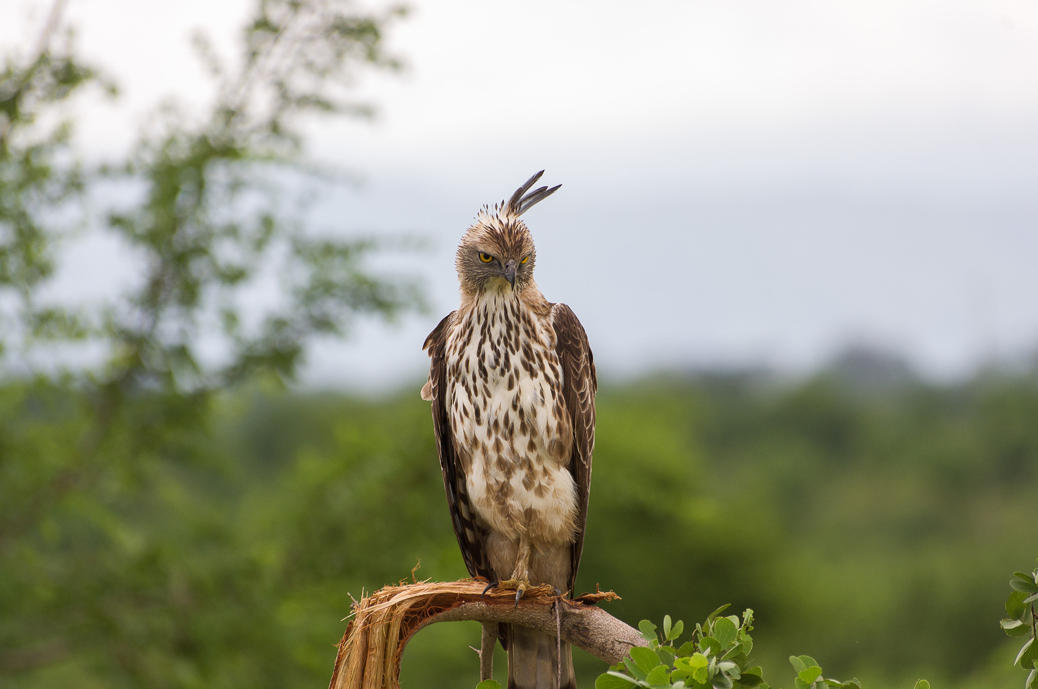 Pentax K-x + Sigma sample photo. Crested eagle photography