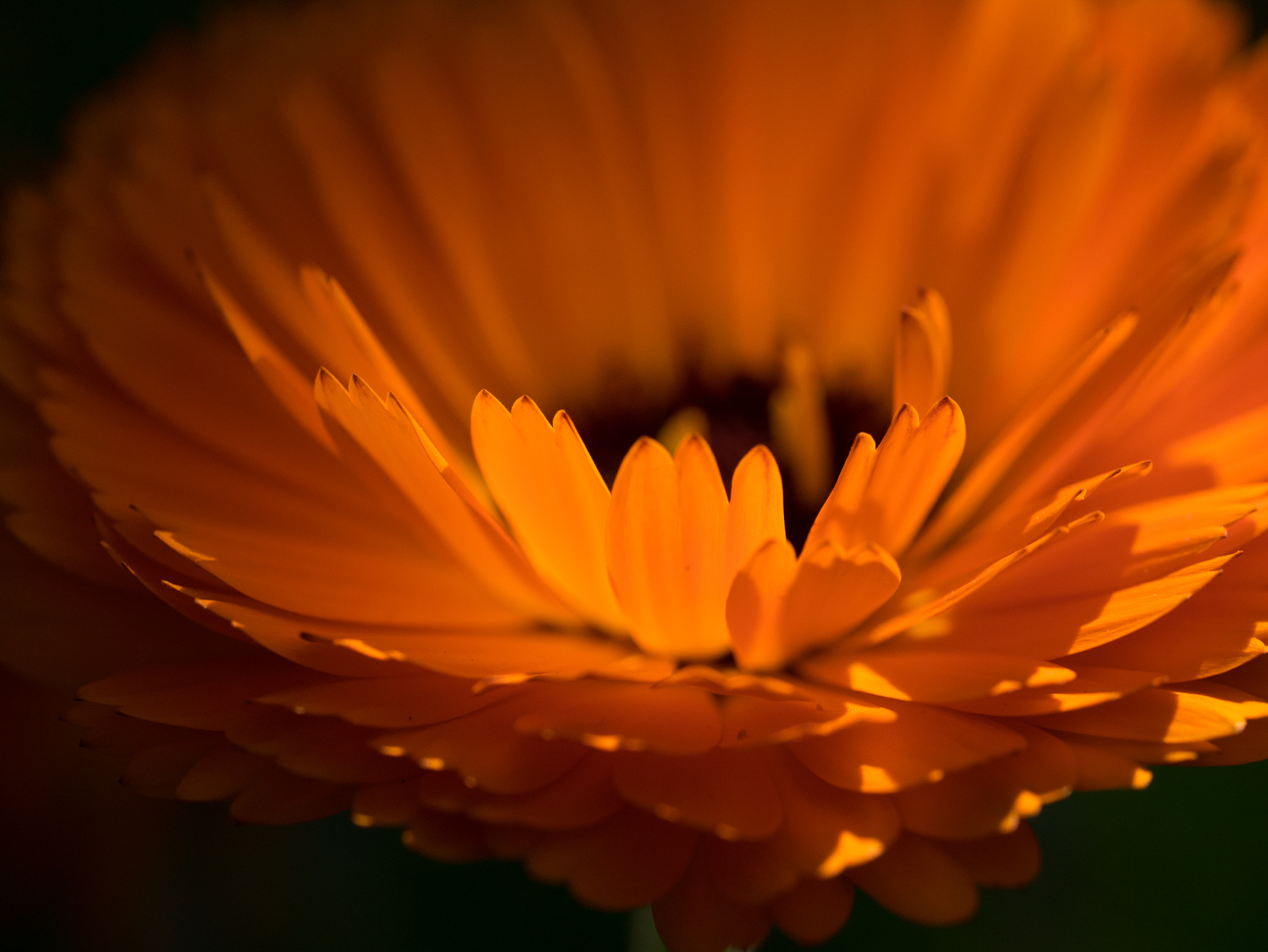 Panasonic Lumix DMC-GM1 + Olympus M.Zuiko Digital ED 60mm F2.8 Macro sample photo. Flame orange flower photography