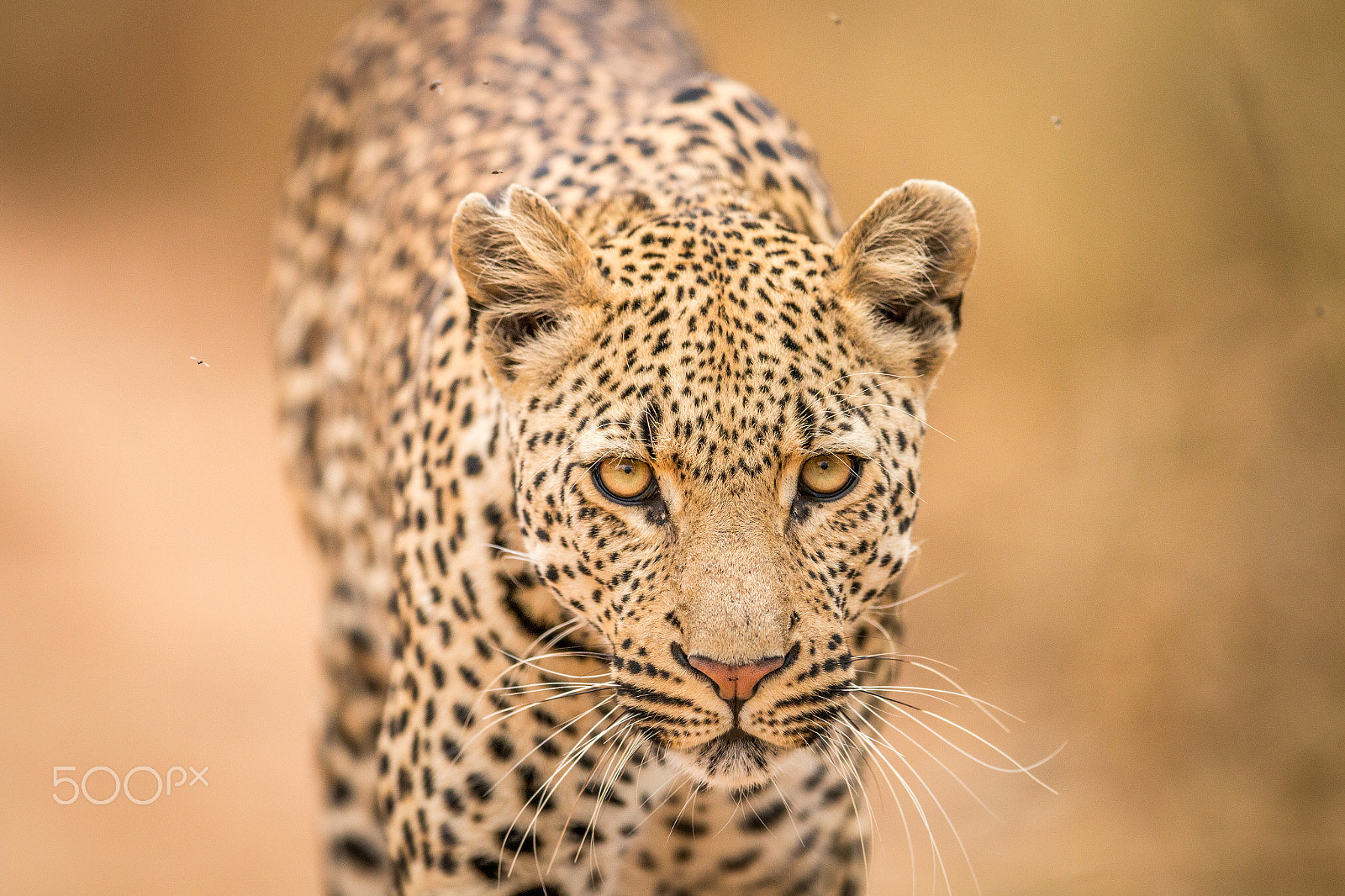 Canon EOS 70D + Canon EF 400mm F2.8L IS II USM sample photo. Leopard walking towards the camera photography