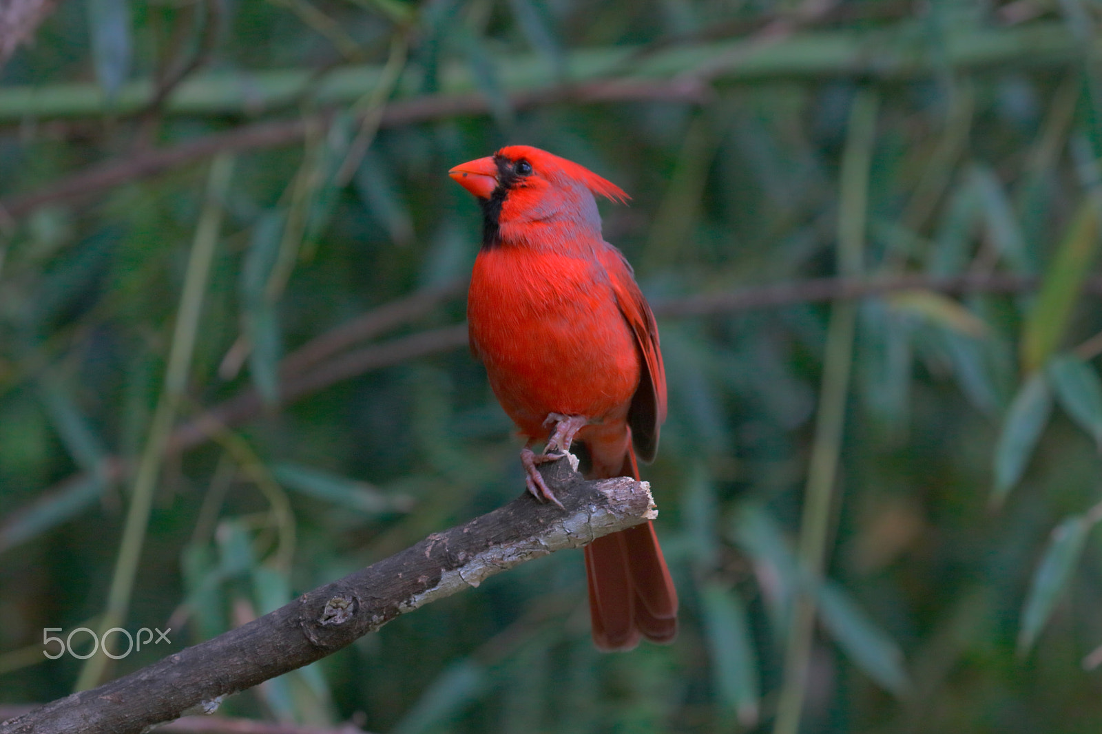 Canon EOS 760D (EOS Rebel T6s / EOS 8000D) sample photo. Northern cardinal 02 photography