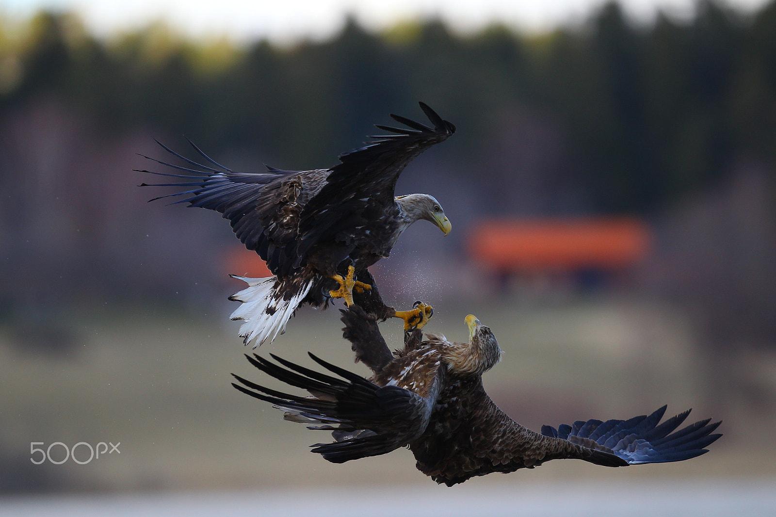 Canon EF 400mm F2.8L IS USM sample photo. Eagle in battle photography