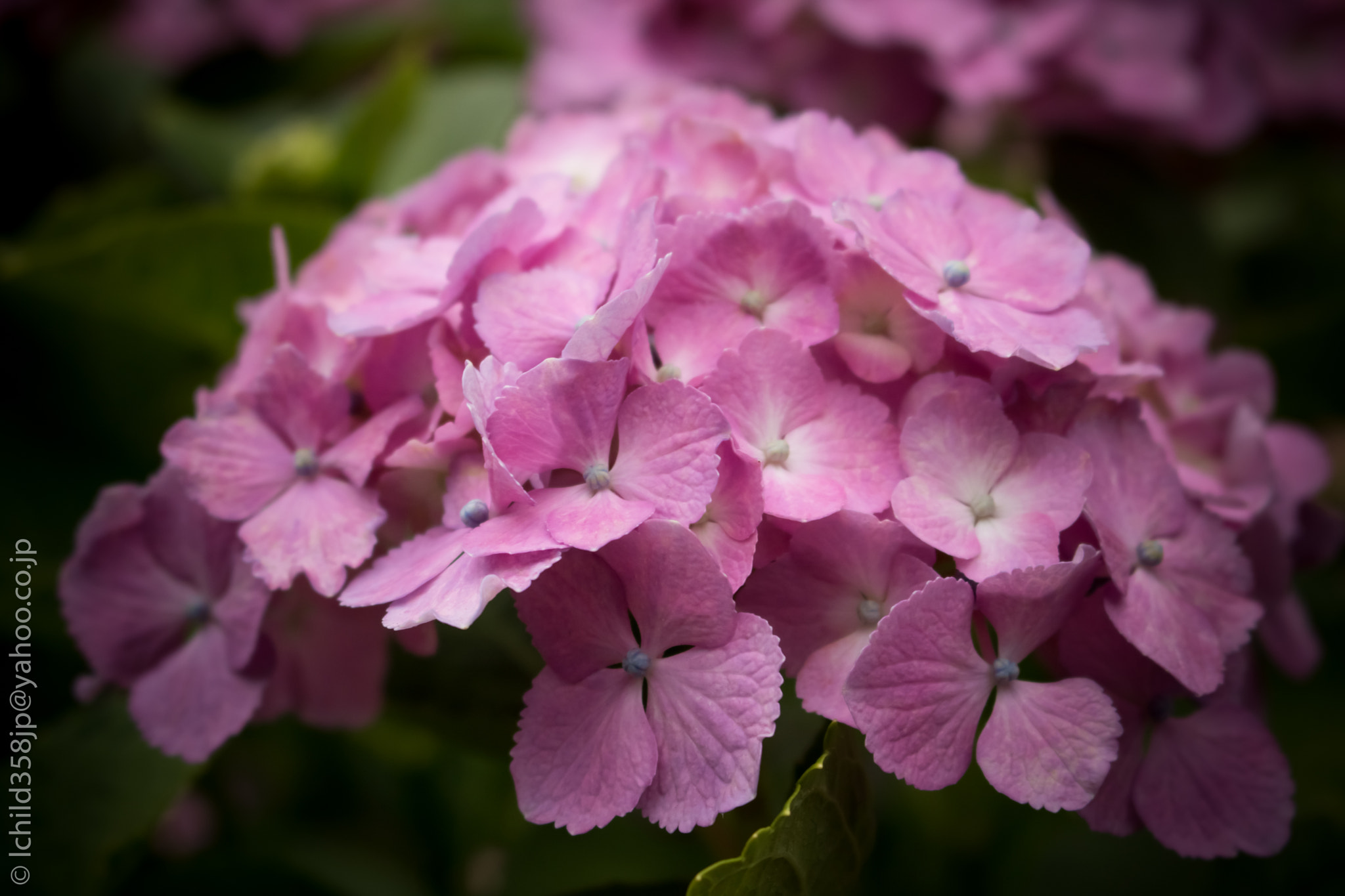 Canon EOS 760D (EOS Rebel T6s / EOS 8000D) sample photo. Hydrangeas on the way photography