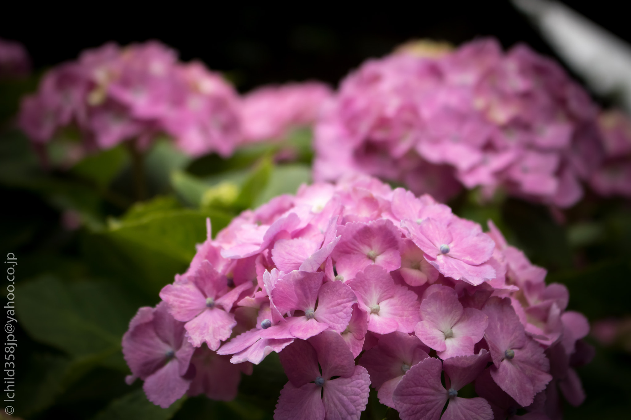 Canon EOS 760D (EOS Rebel T6s / EOS 8000D) + Canon EF-S 18-55mm F3.5-5.6 IS STM sample photo. Hydrangeas on the way photography