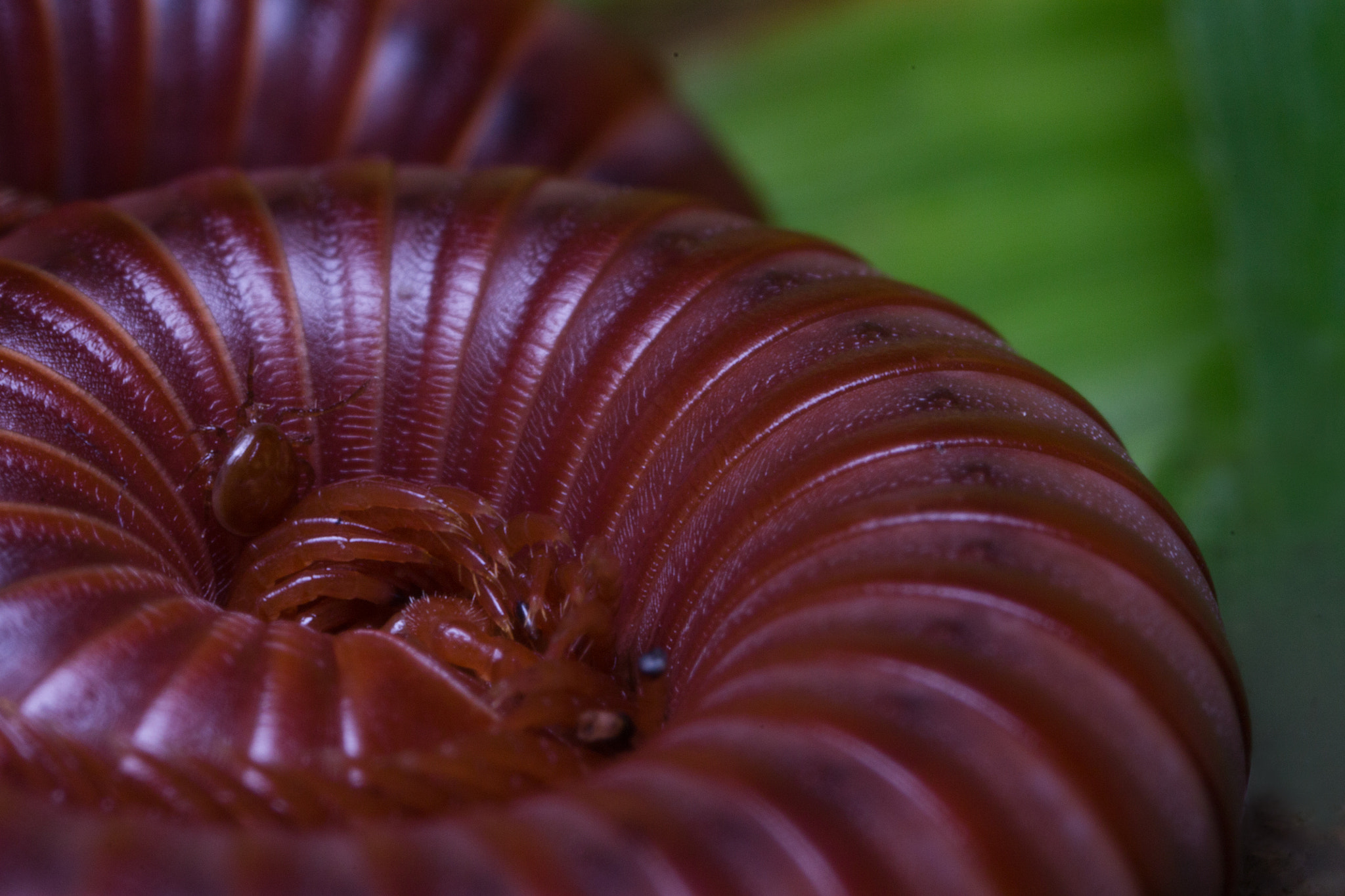 Canon MP-E 65mm F2.5 1-5x Macro Photo sample photo. Tick vs. millipede photography