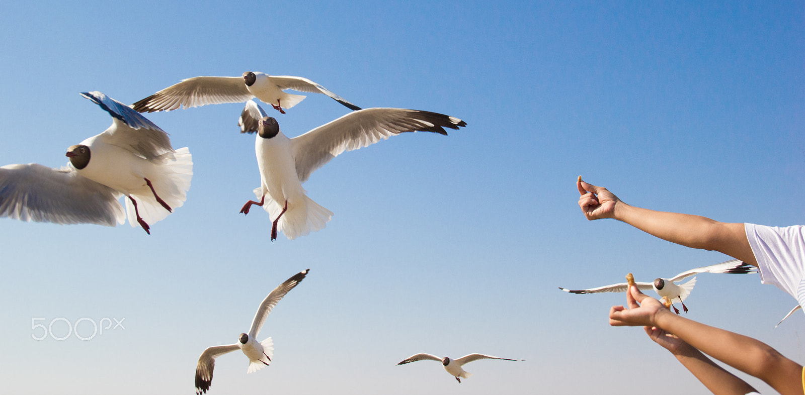 Canon EOS 550D (EOS Rebel T2i / EOS Kiss X4) sample photo. Seagull photography