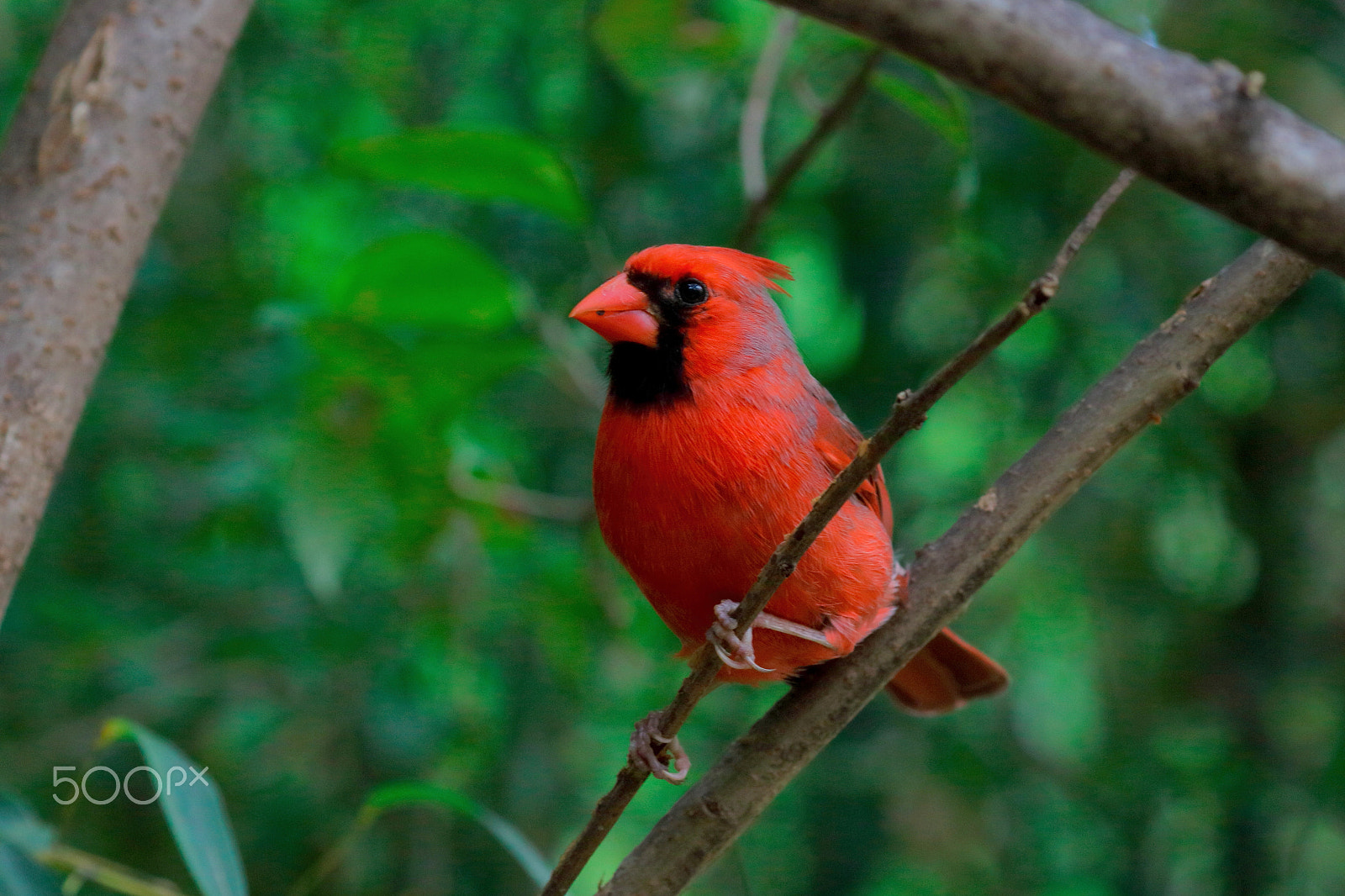 Canon EOS 760D (EOS Rebel T6s / EOS 8000D) sample photo. Northern cardinal 03 photography