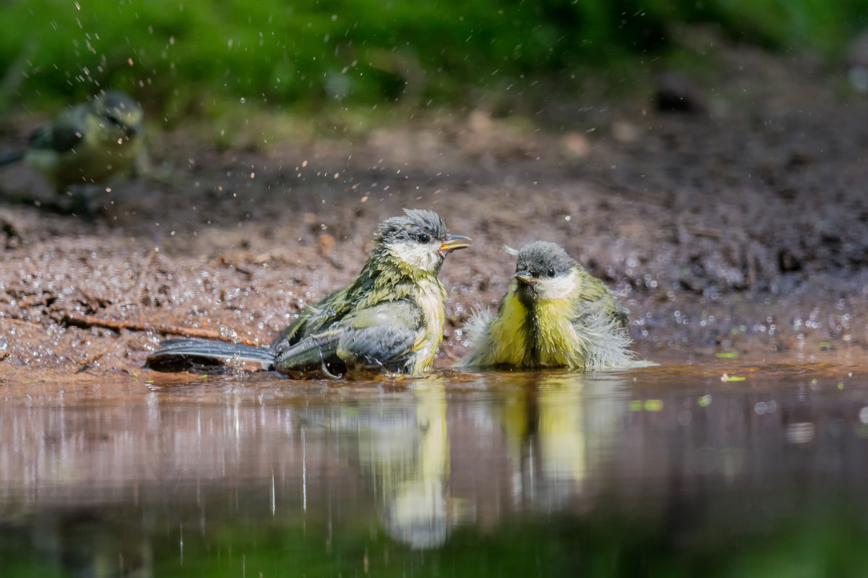 Nikon D7100 + Nikon AF-S Nikkor 500mm F4G ED VR sample photo. Koolmeesjes - great tit photography